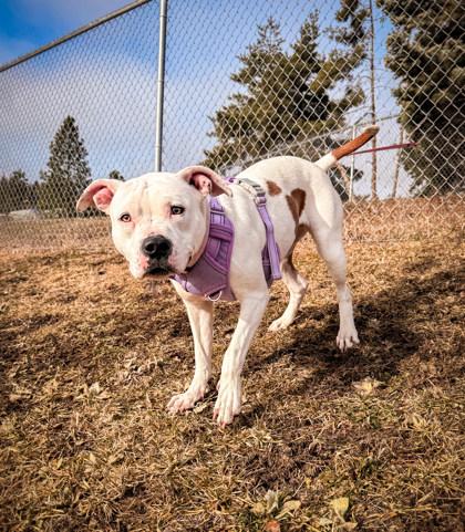 Khaleesi, a ADOPTABLE Mixed Breed in Missoula, MT image 1/2