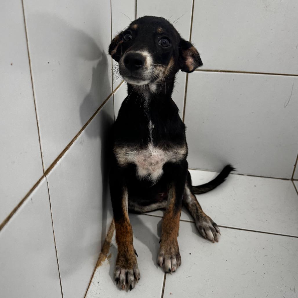 Kathy, Adoptable, Puppy Female Black Labrador Retriever & Mixed Breed.