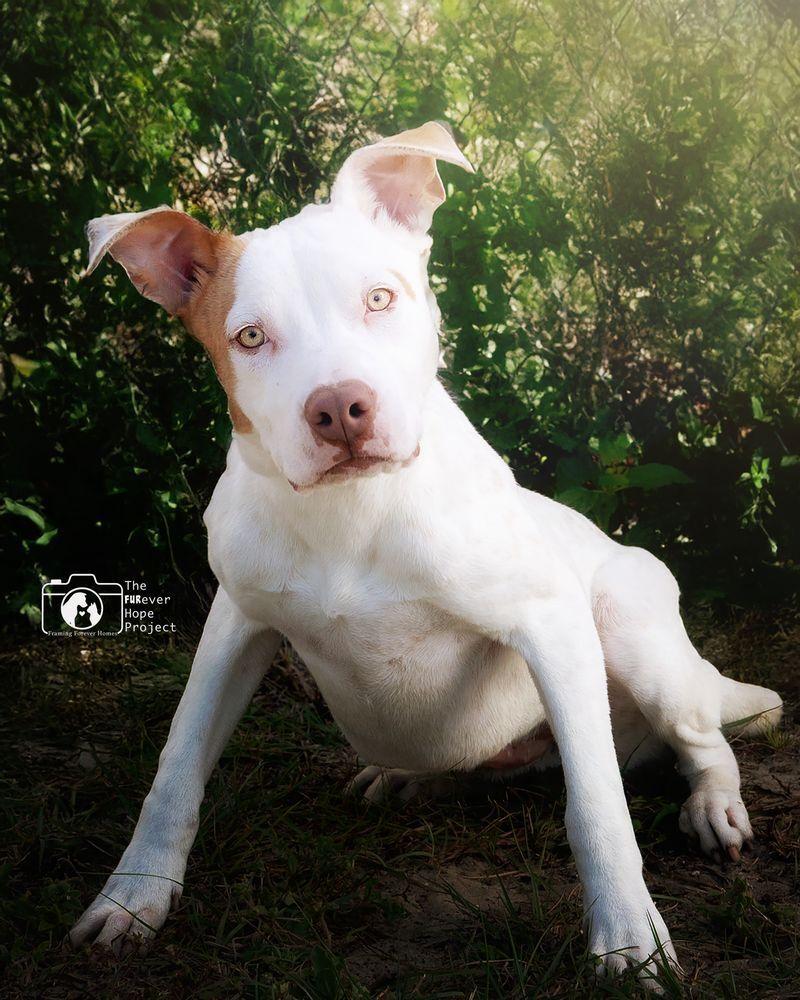 Enlarge Teddy, a Adoptable mixed breed in Crescent City, FL image 1/4