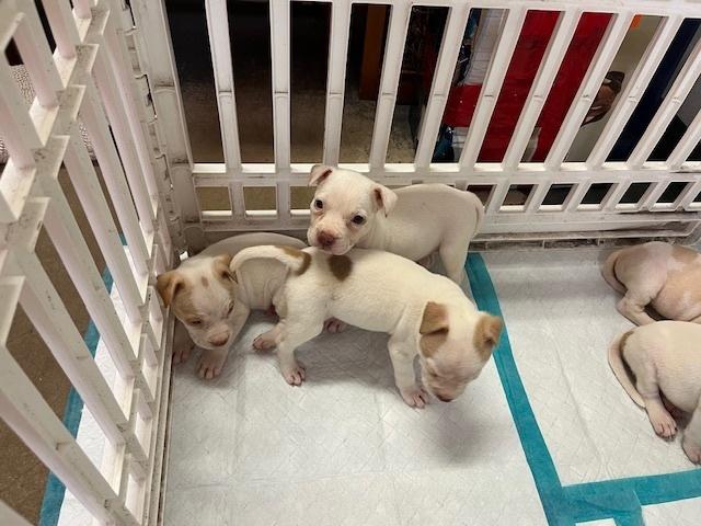 Enlarge Teddy, a Adoptable mixed breed in Crescent City, FL image 3/4
