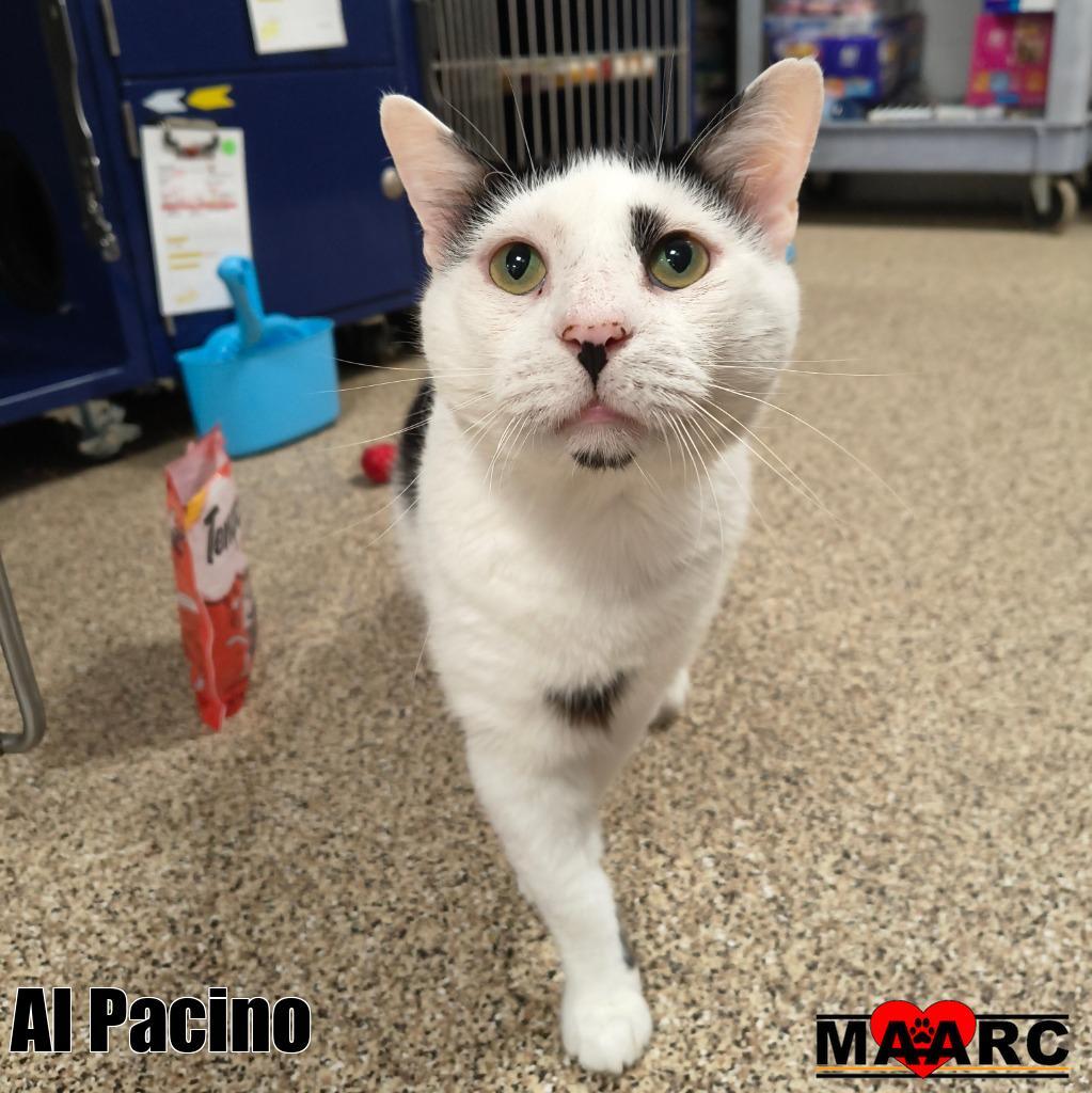 Al Pacino, Adoptable, Adult Male Domestic Short Hair.