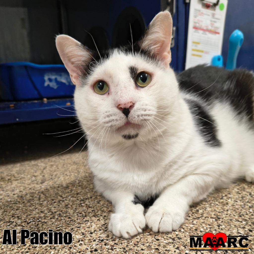 Enlarge Al Pacino, a Adoptable mixed breed in Maryville, TN image 2/3