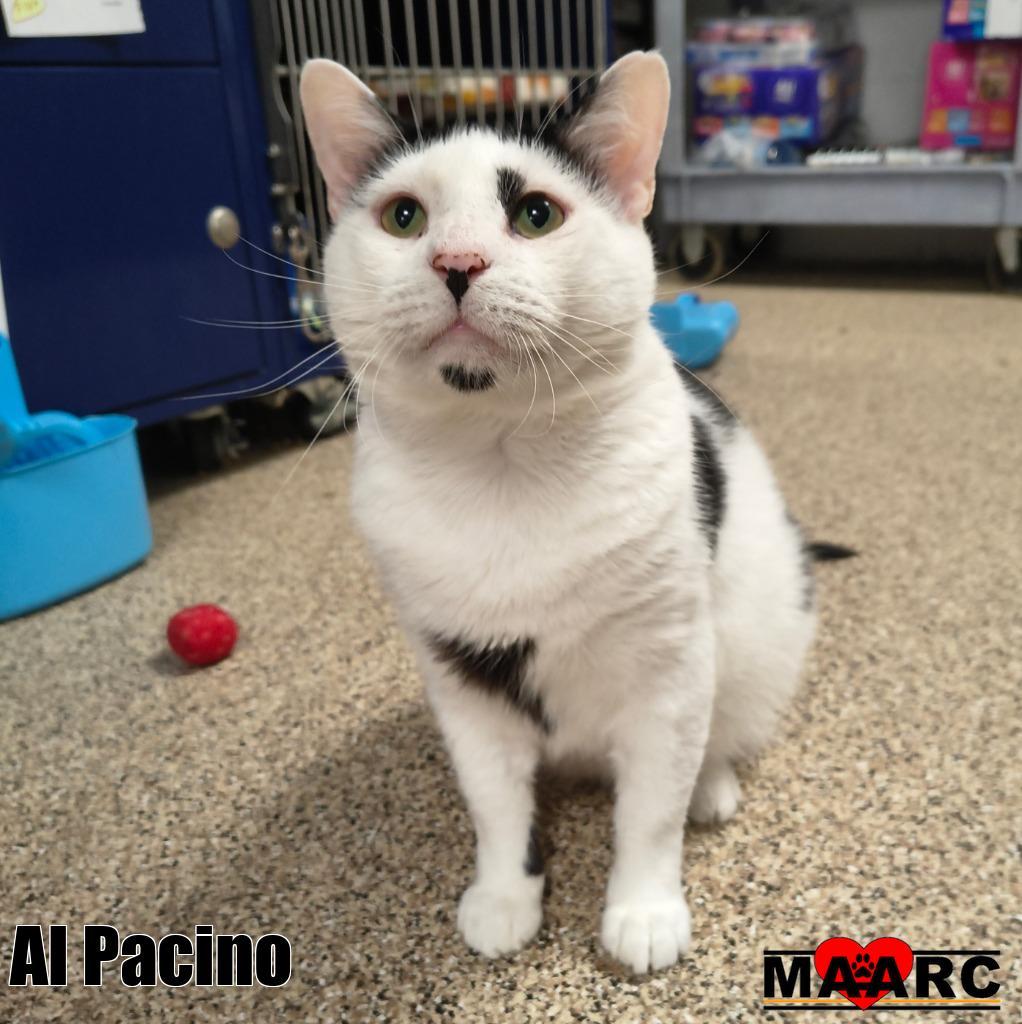 Enlarge Al Pacino, a Adoptable mixed breed in Maryville, TN image 3/3