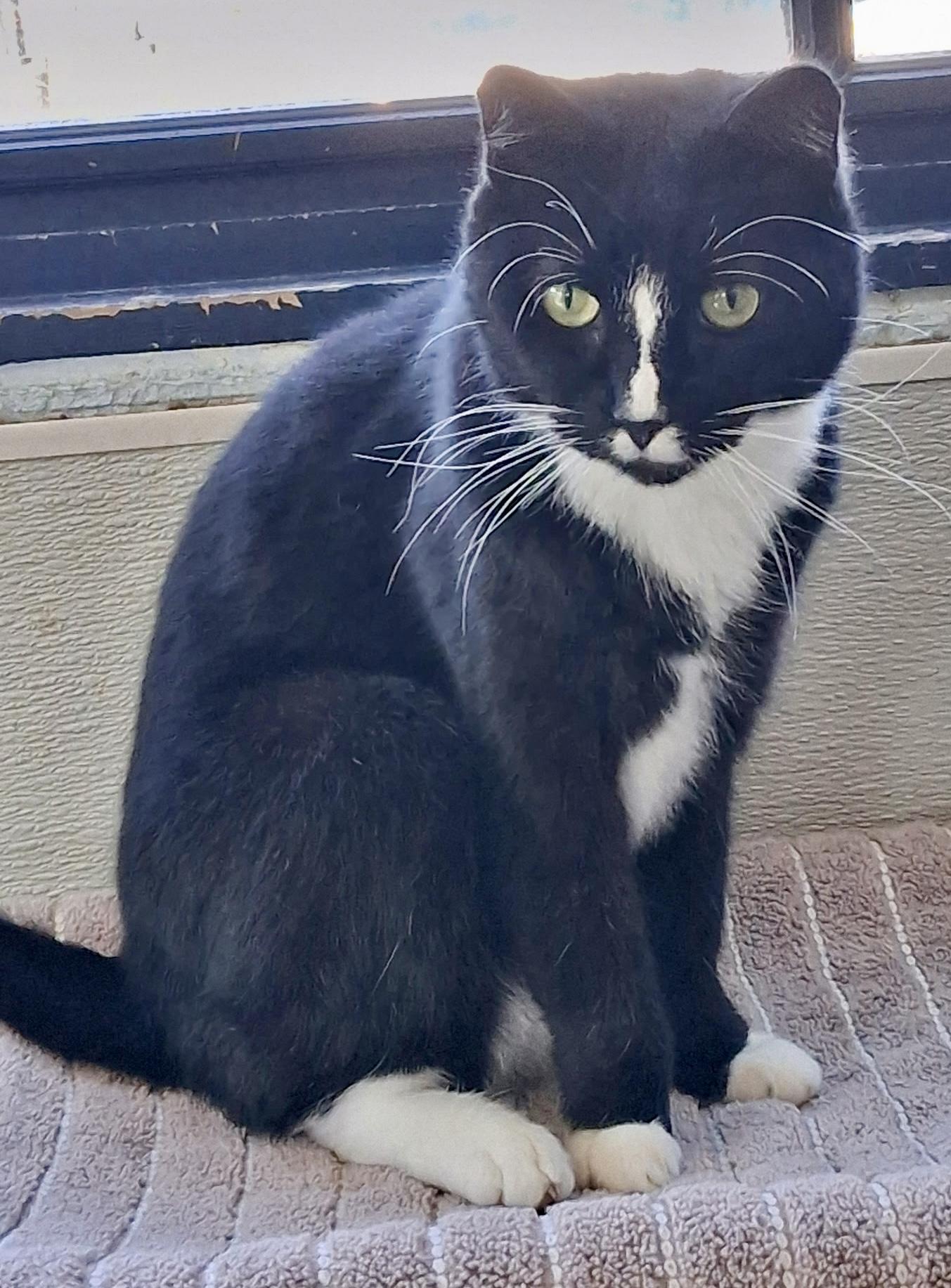 Enlarge Blaze, a Adoptable American Shorthair in Yonkers, NY image 2/4