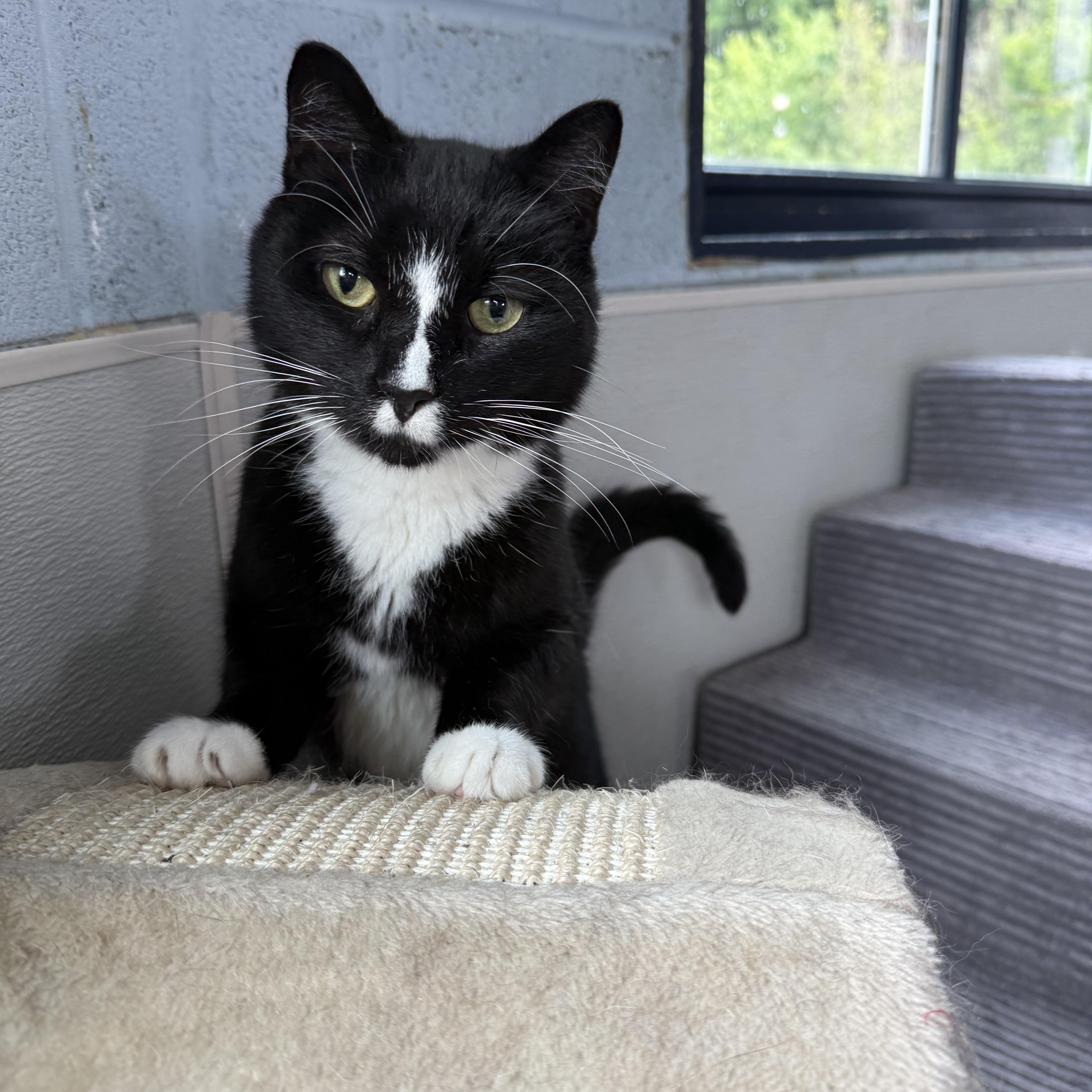 Blaze, ADOPTABLE, Adult Male American Shorthair.