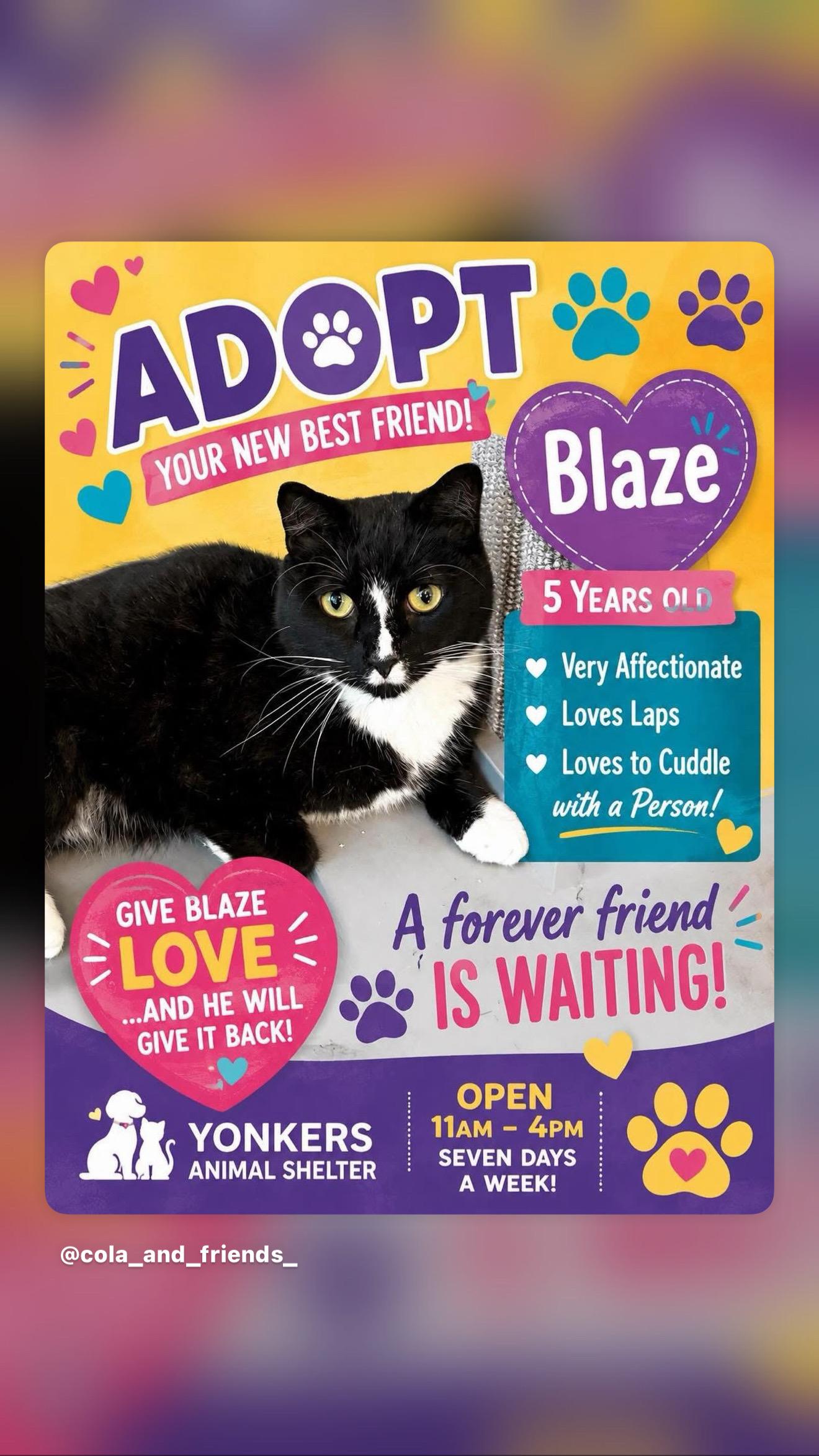 Enlarge Blaze, a Adoptable American Shorthair in Yonkers, NY image 3/4