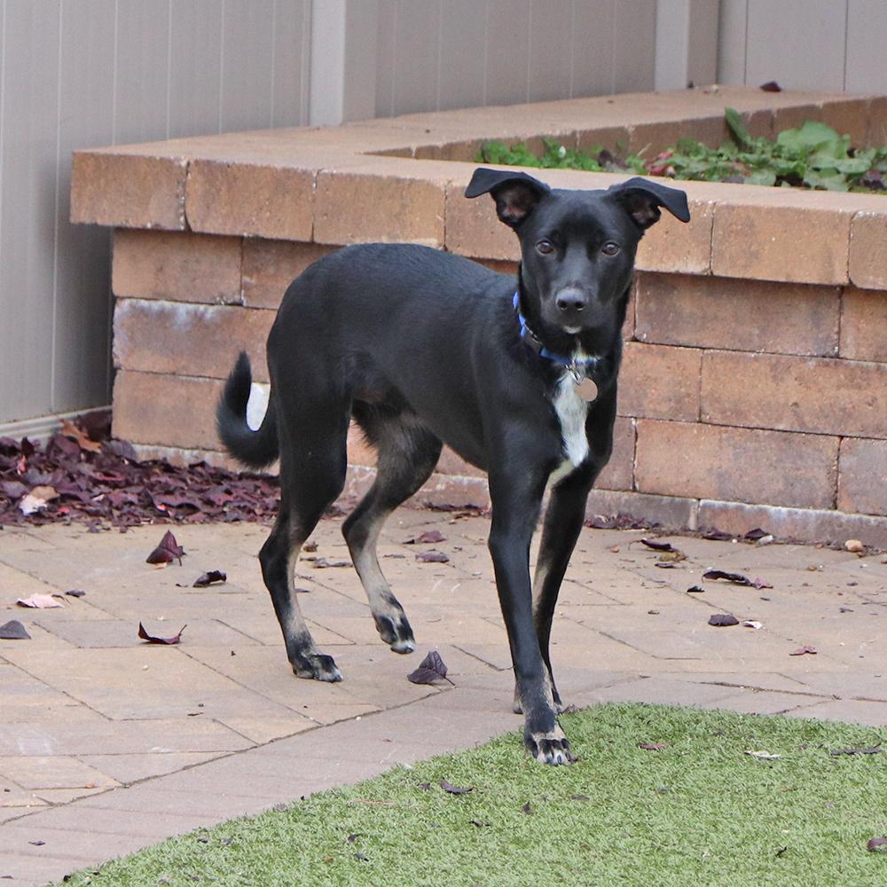 Enlarge Cooper, a Adoptable mixed breed in Port Washington, NY image 1/6