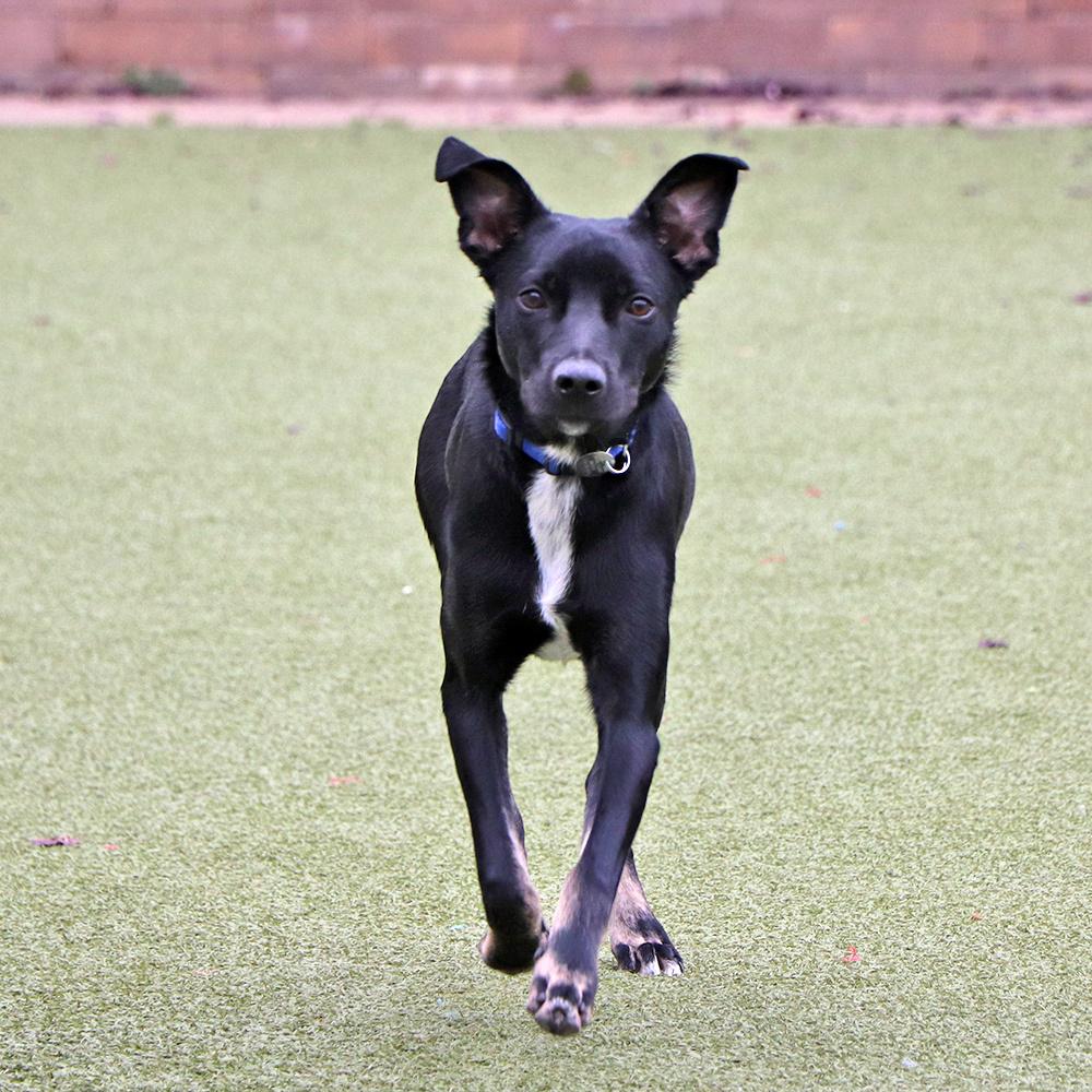 Enlarge Cooper, a Adoptable mixed breed in Port Washington, NY image 2/4