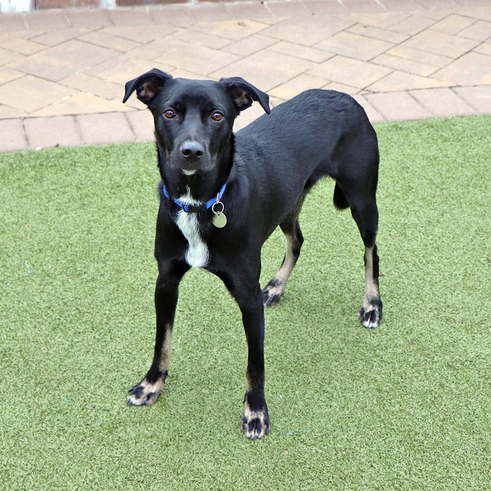 Enlarge Cooper, a Adoptable mixed breed in Port Washington, NY image 4/6