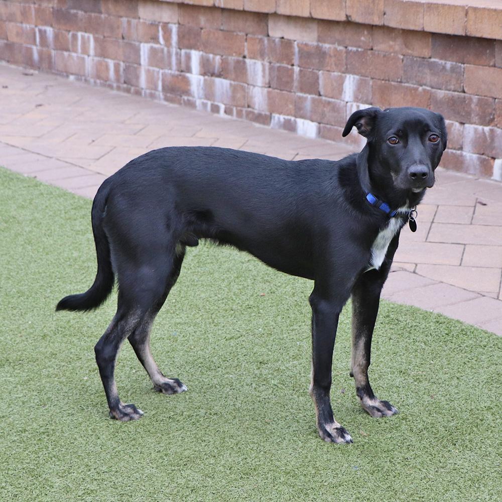 Enlarge Cooper, a Adoptable mixed breed in Port Washington, NY image 3/4