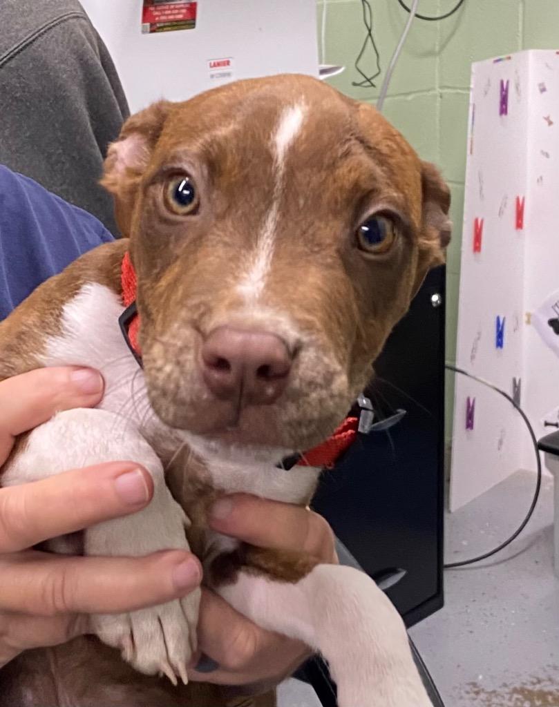 Enlarge Drake, a Adoptable Pit Bull Terrier in Beebe, AR image 1/1