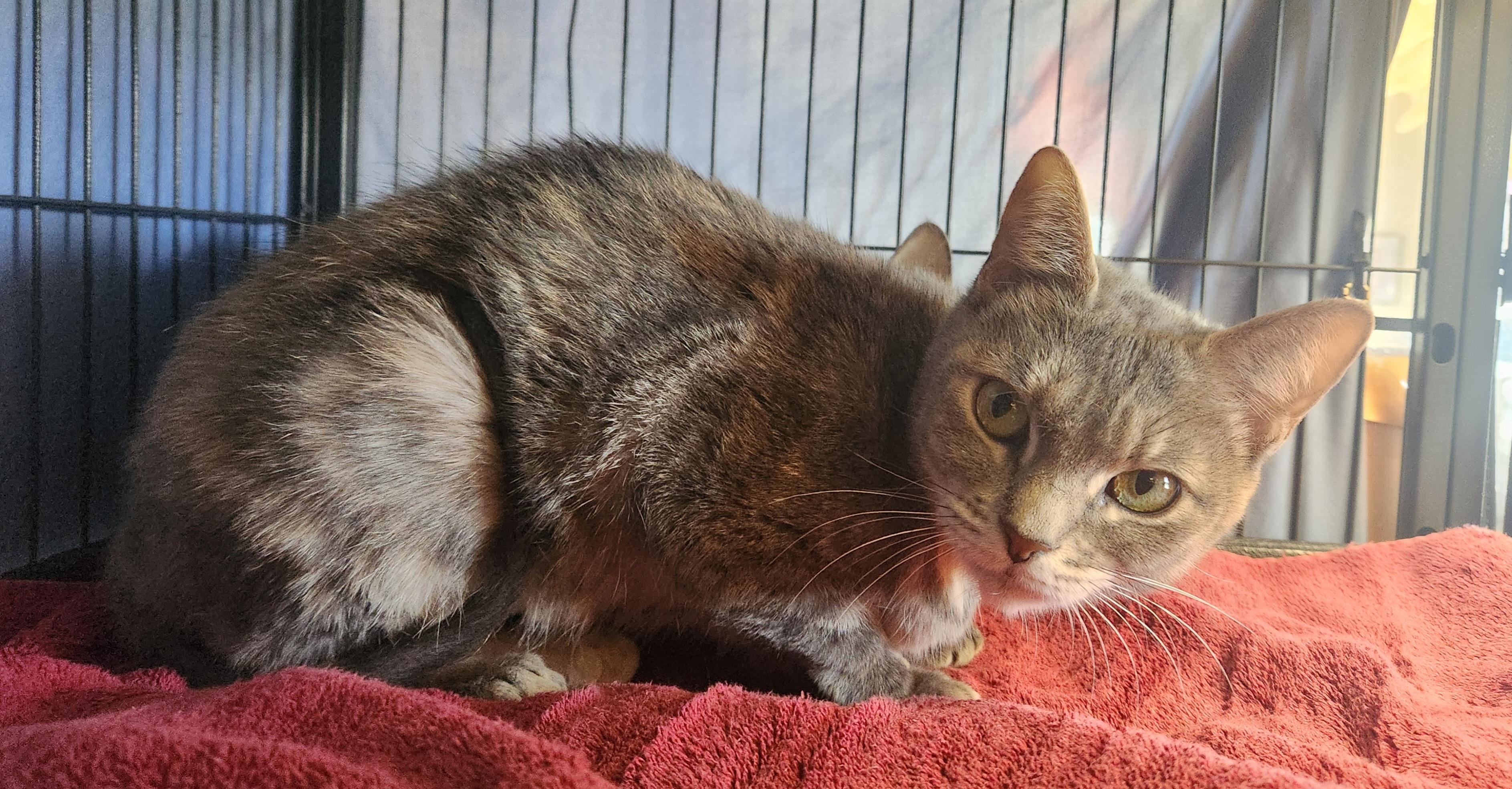 Enlarge Ellie, a Adoptable Domestic Short Hair in Clayton, NJ image 1/1