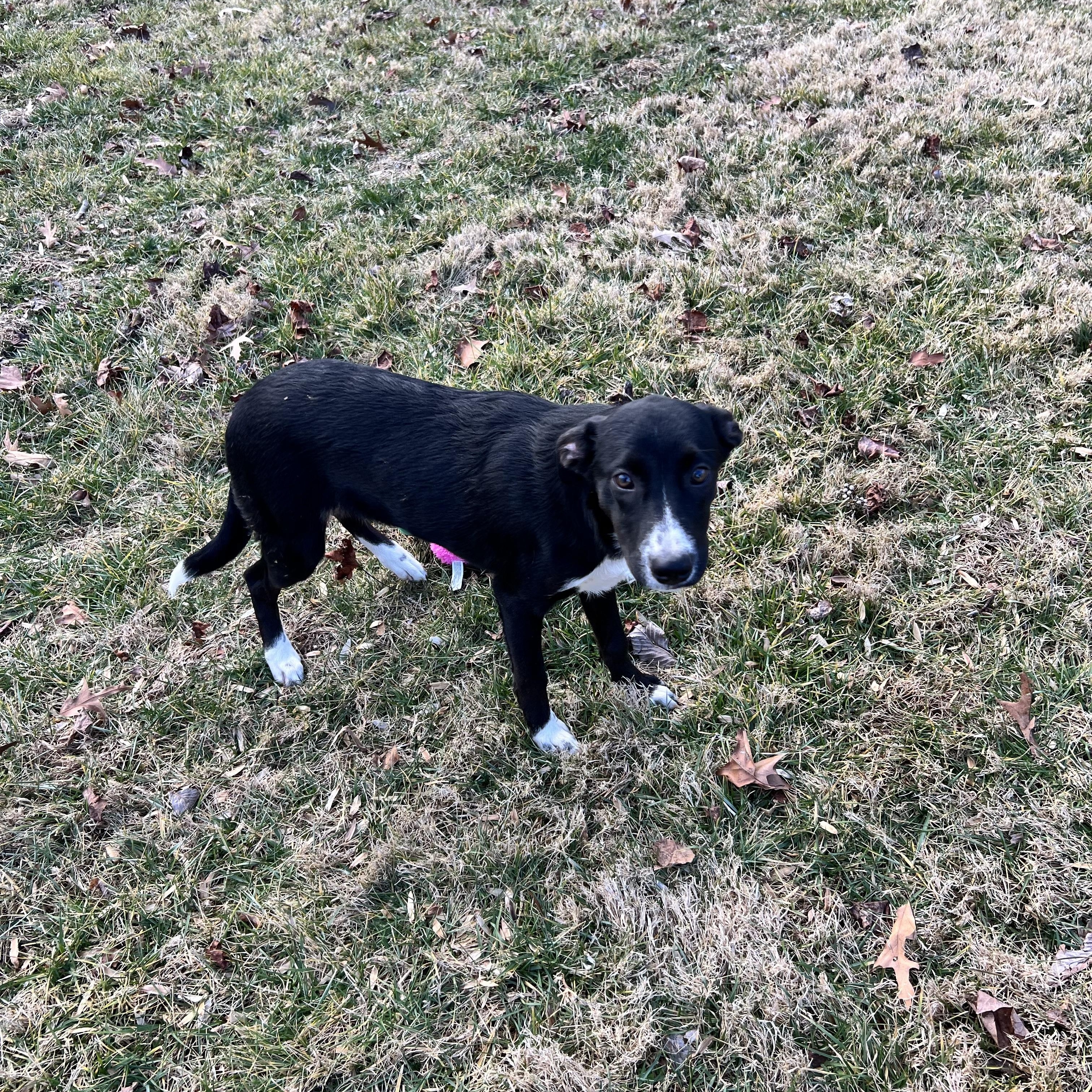 Enlarge Sable, a ADOPTABLE mixed breed in Hughesville, MD image 5/5