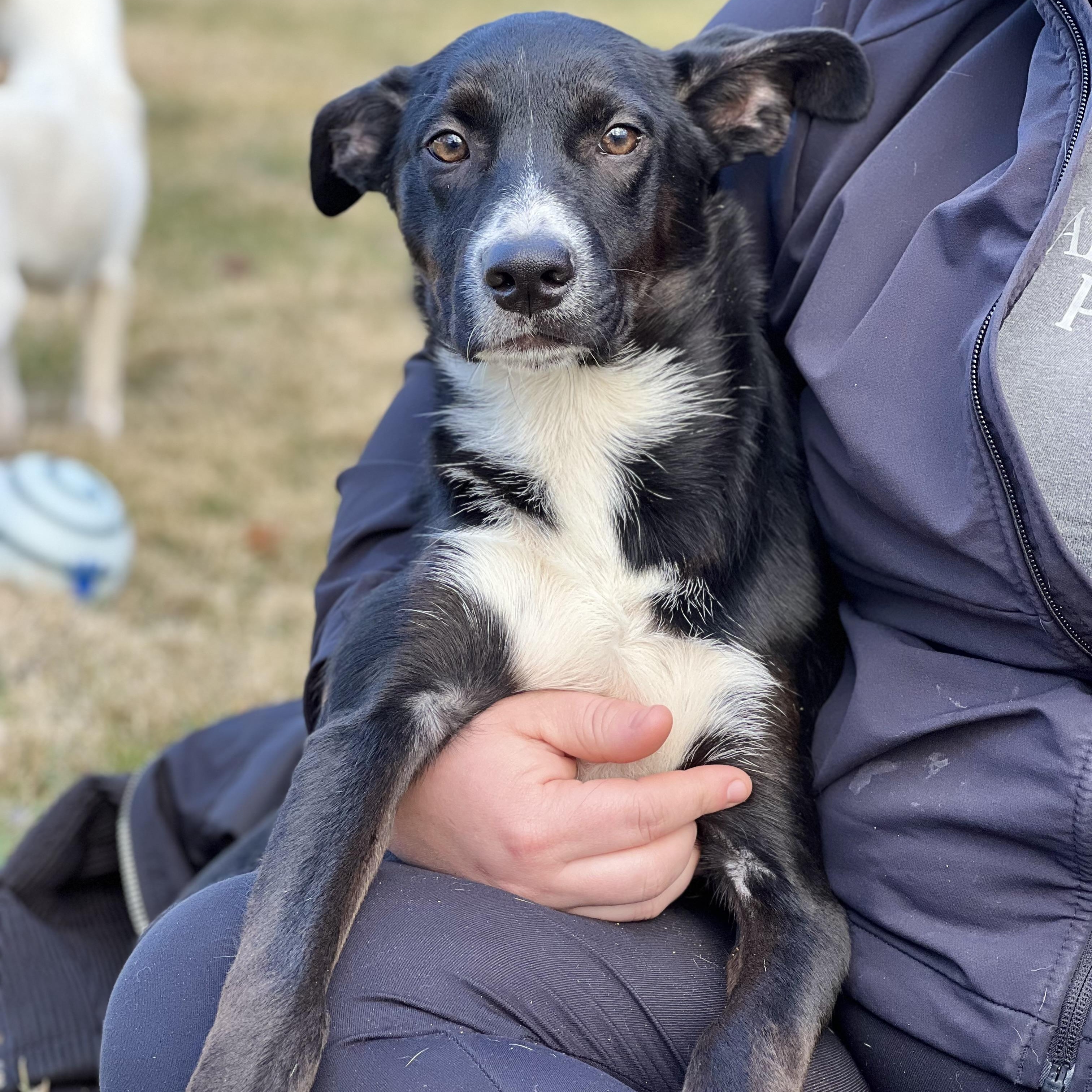 Enlarge Sable, a ADOPTABLE mixed breed in Hughesville, MD image 2/5
