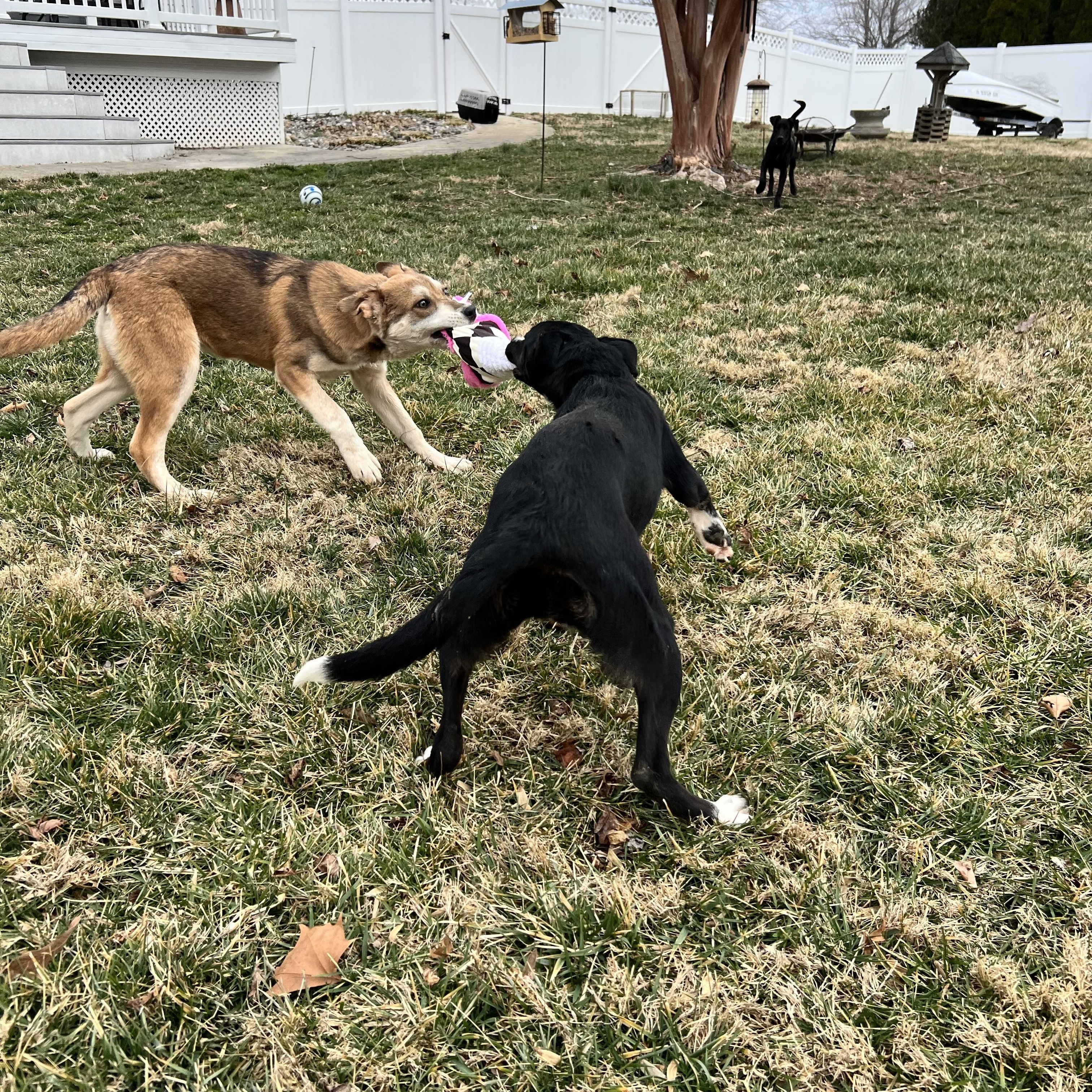 Enlarge Sable, a ADOPTABLE mixed breed in Hughesville, MD image 4/5