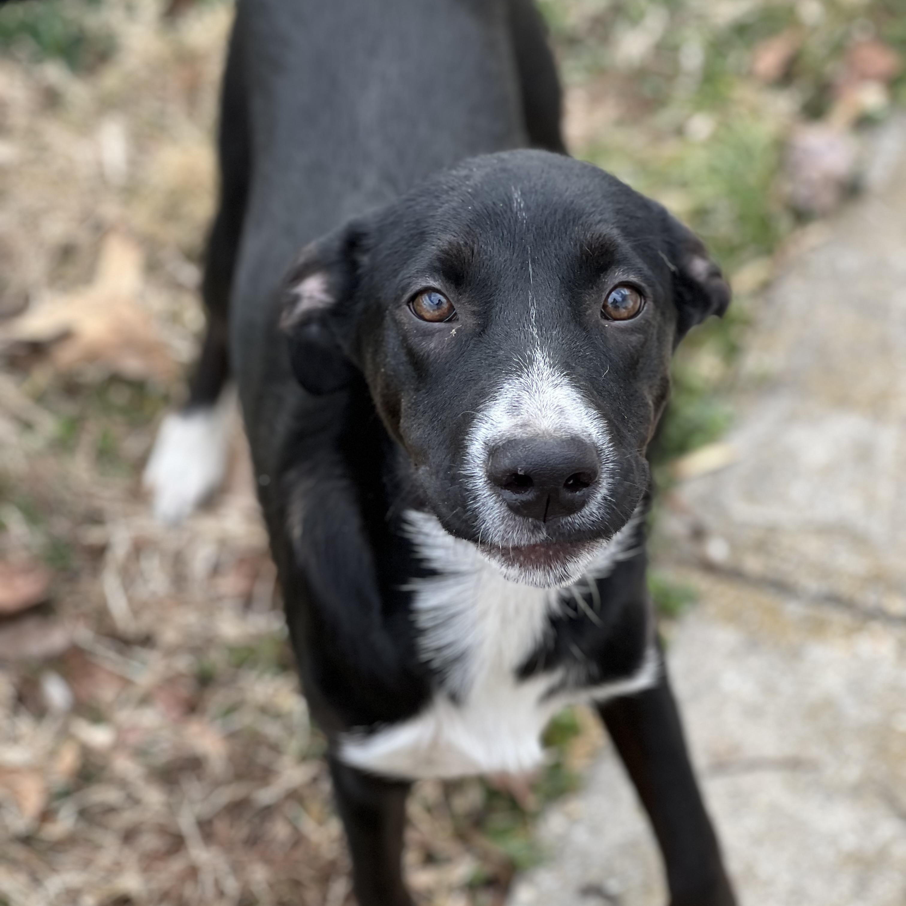Enlarge Sable, a ADOPTABLE mixed breed in Hughesville, MD image 1/5