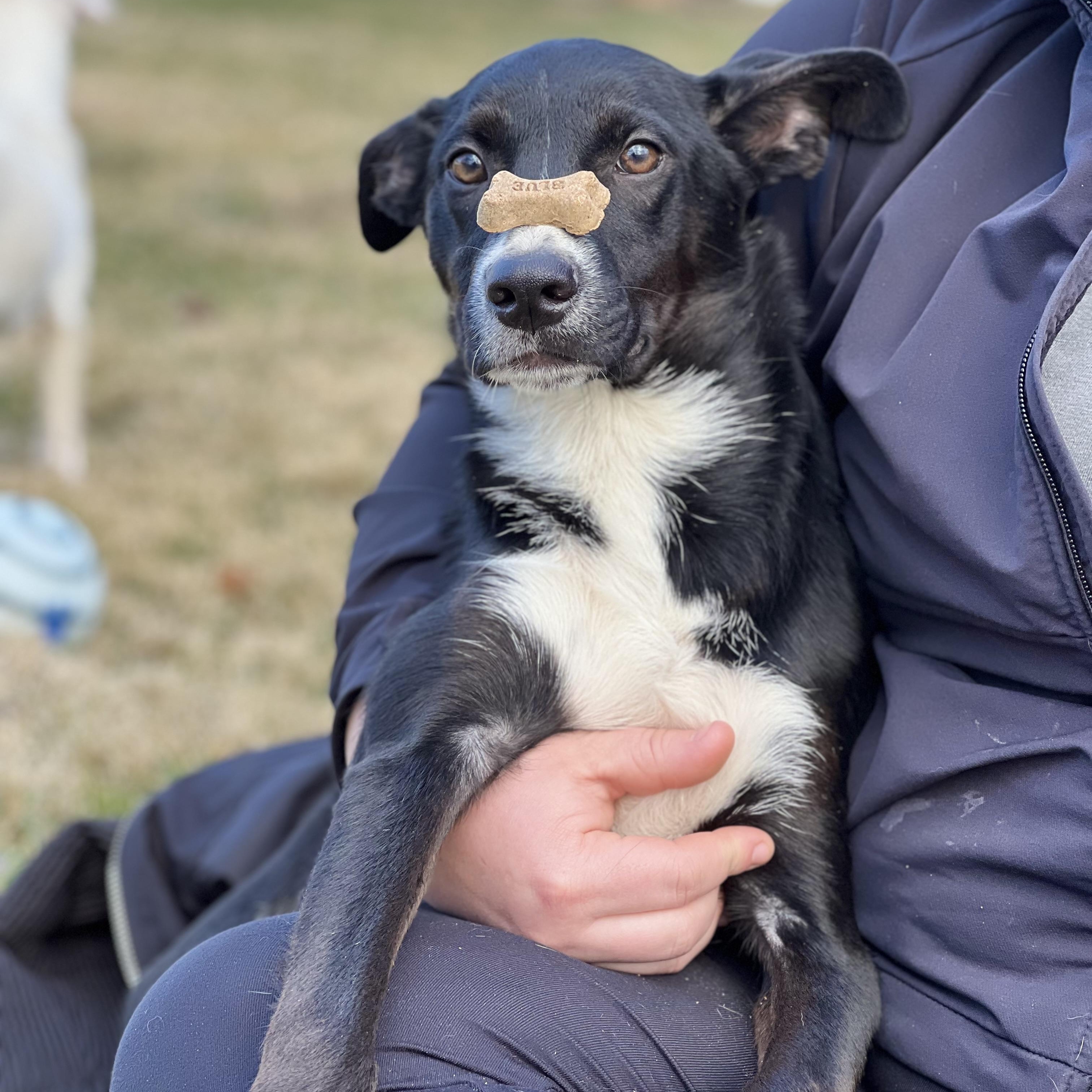 Enlarge Sable, a ADOPTABLE mixed breed in Hughesville, MD image 3/5