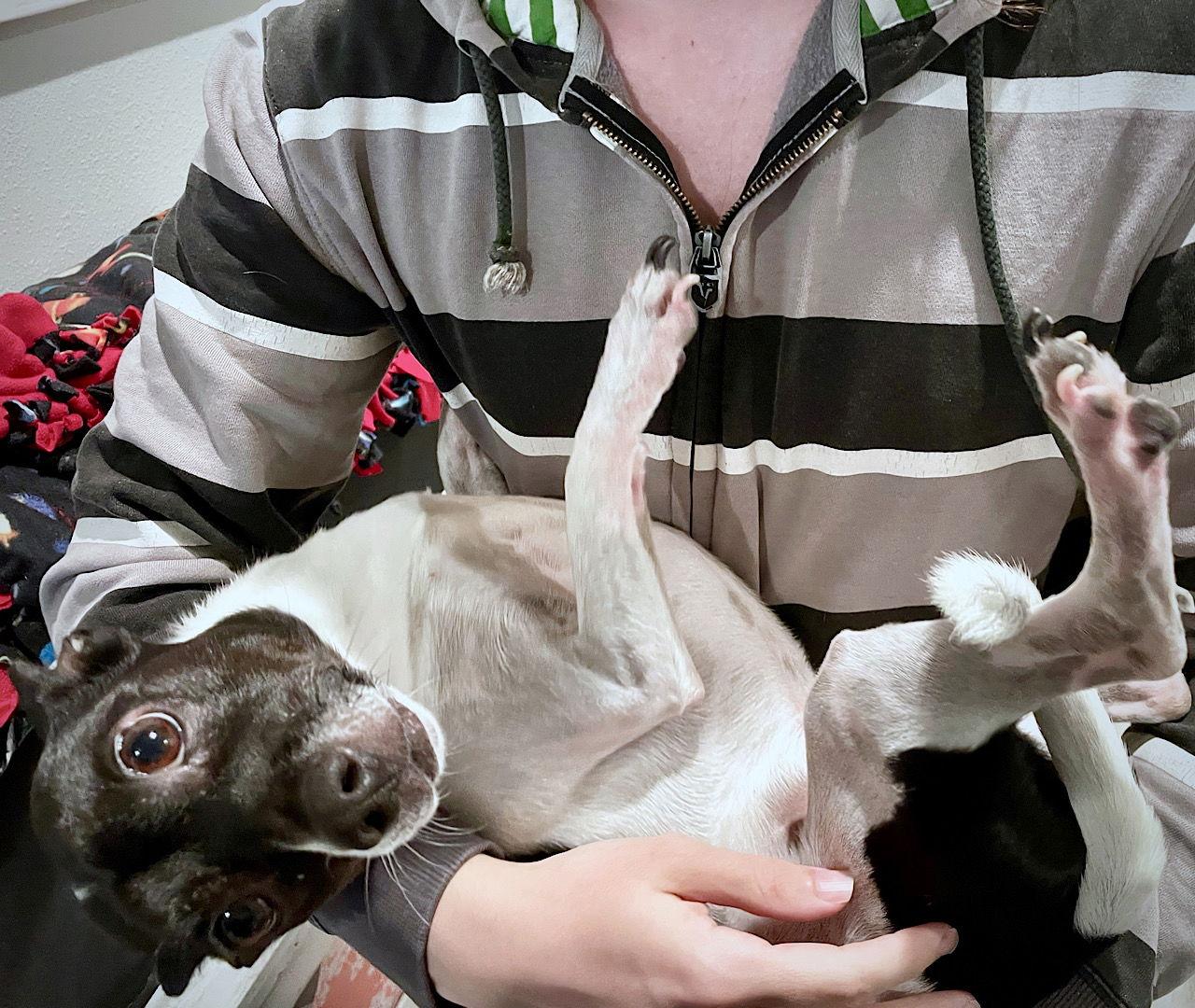 Enlarge Dinky (FL), a Adoptable Rat Terrier in Tampa, FL image 2/3