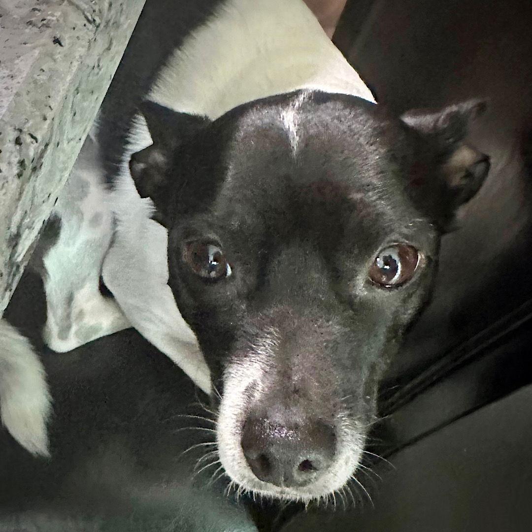 Enlarge Dinky (FL), a Adoptable Rat Terrier in Tampa, FL image 3/3