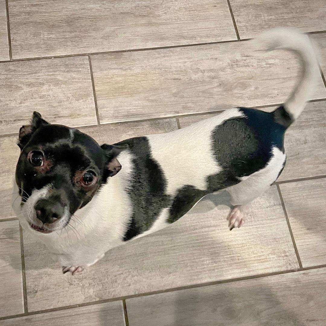 Enlarge Dinky (FL), a Adoptable Rat Terrier in Tampa, FL image 1/3