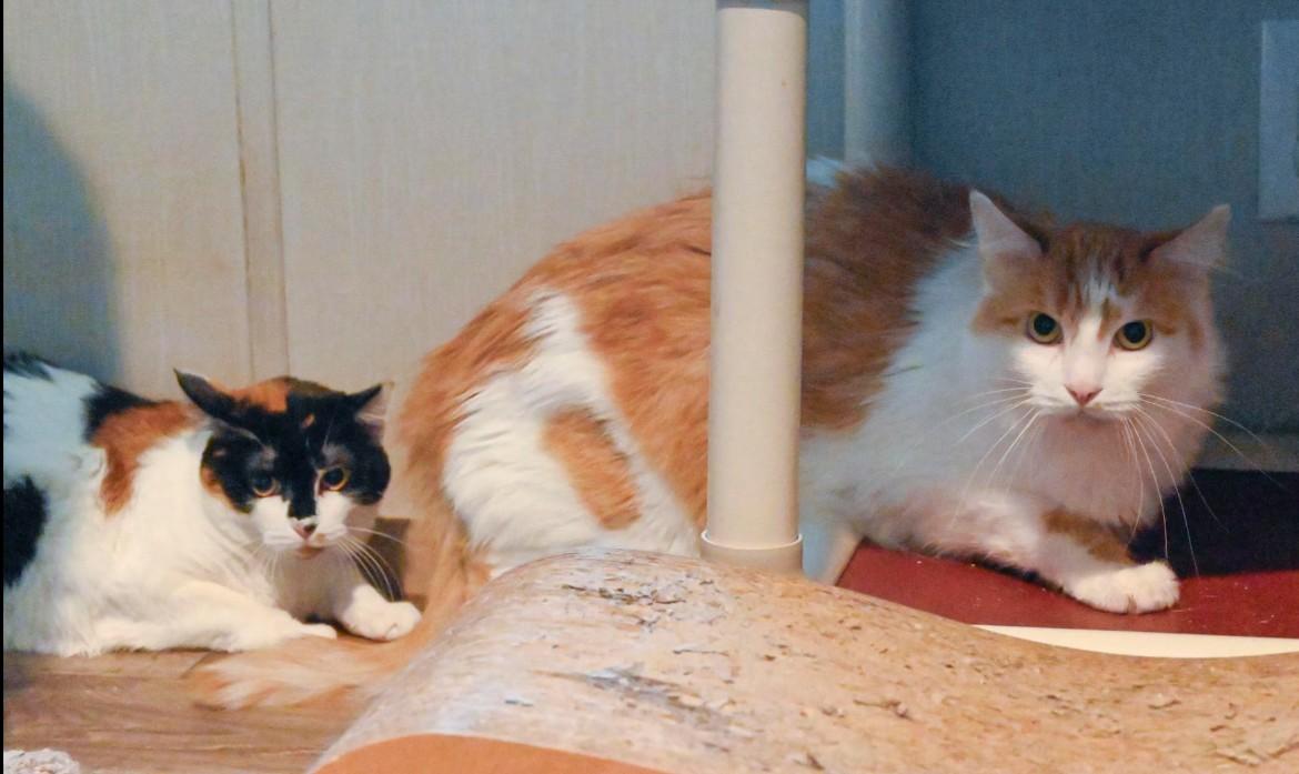 Guppy, Adoptable, Adult Male Domestic Medium Hair.