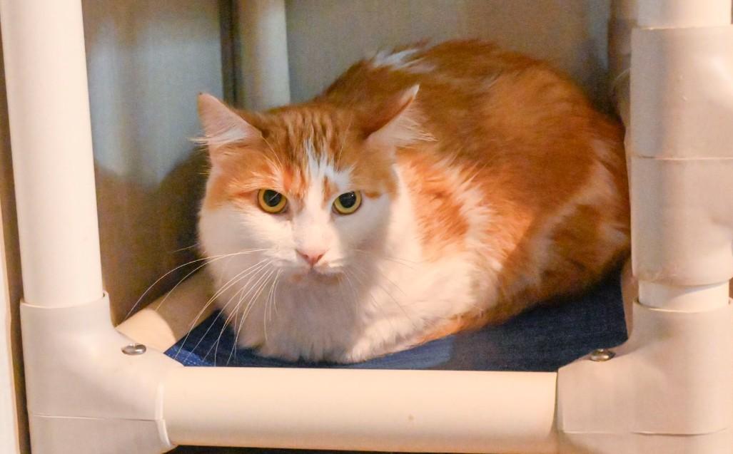 Guppy, Adoptable, Adult Male Domestic Medium Hair.