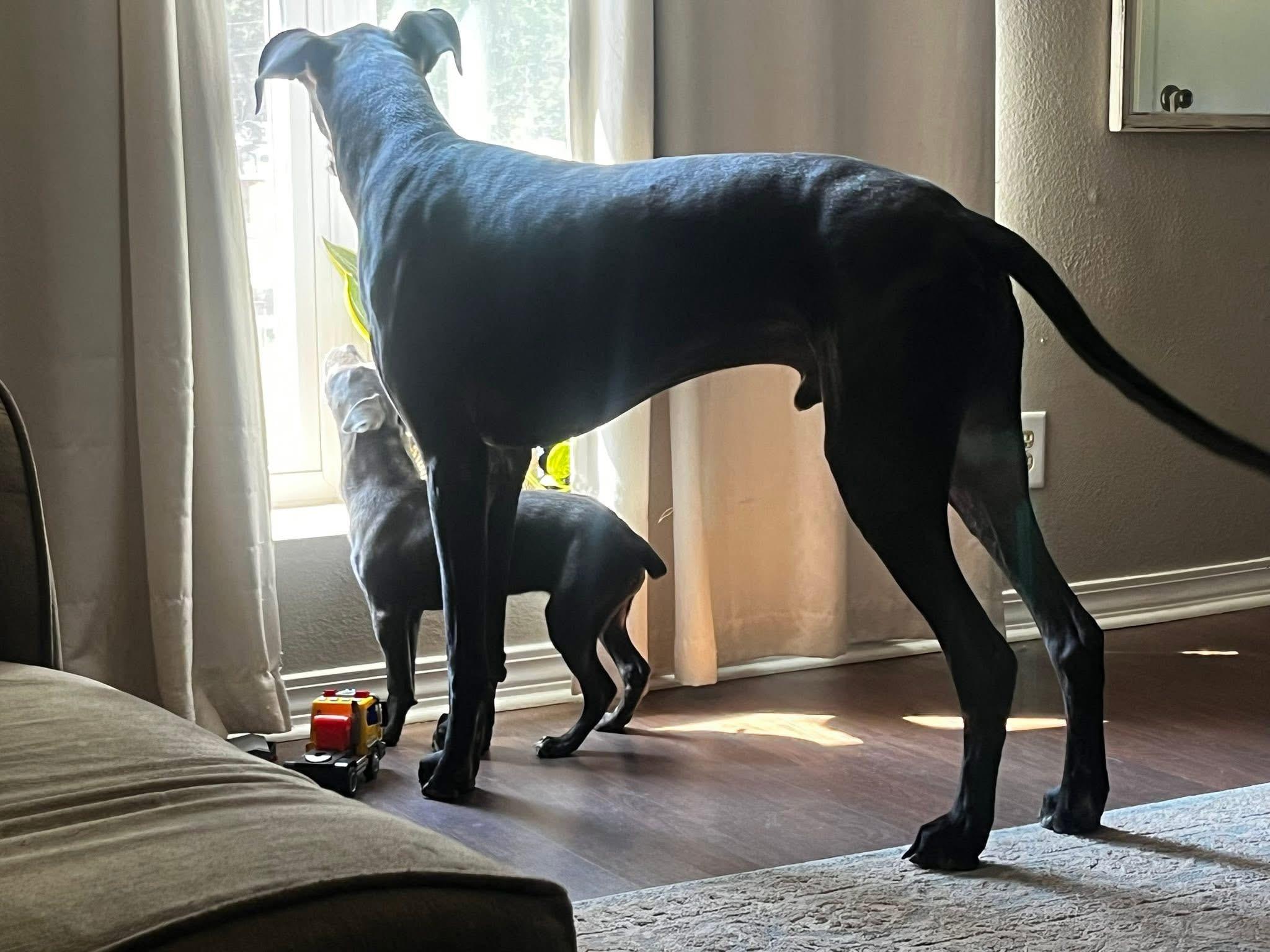 Hank, Adoptable, Adult Male Great Dane.