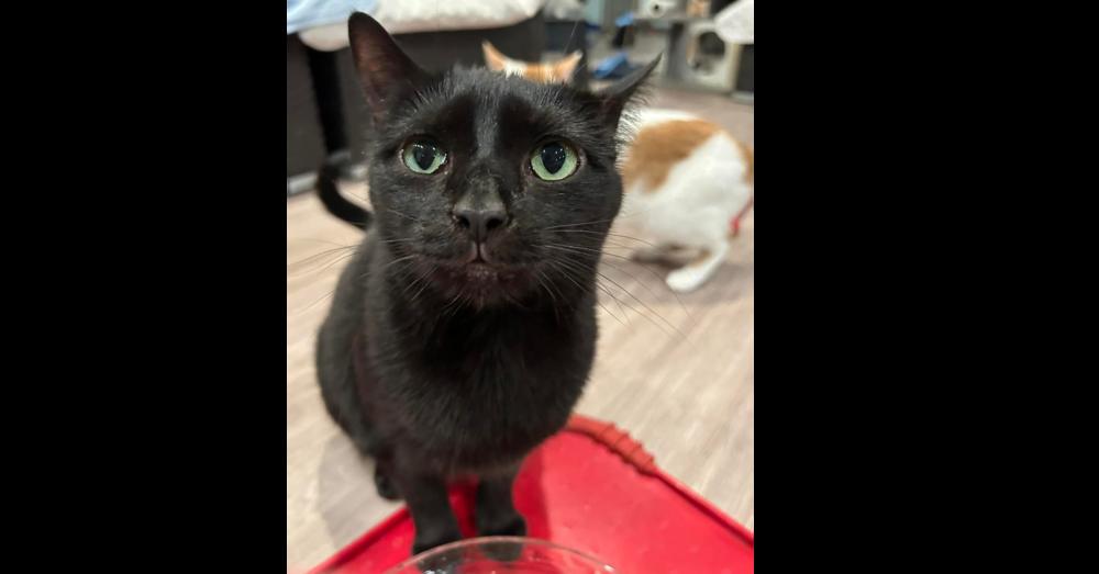 Spicy — thumbnail 5