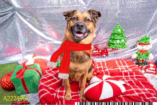 MANGO, Adoptable, Adult Female Mixed Breed & Mixed Breed.