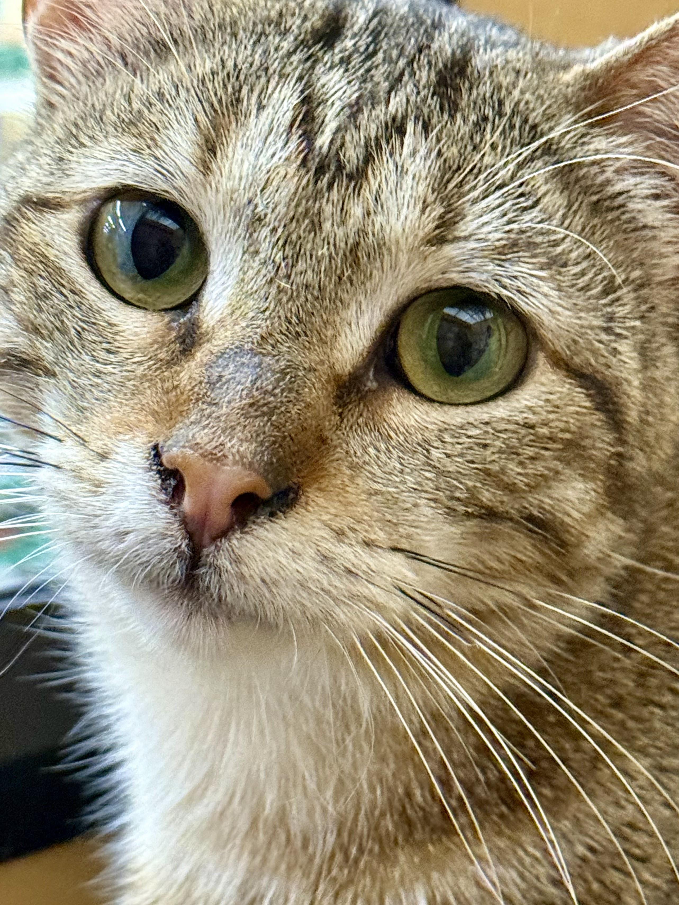 FRANCIS, adopted, Young Female Tabby.