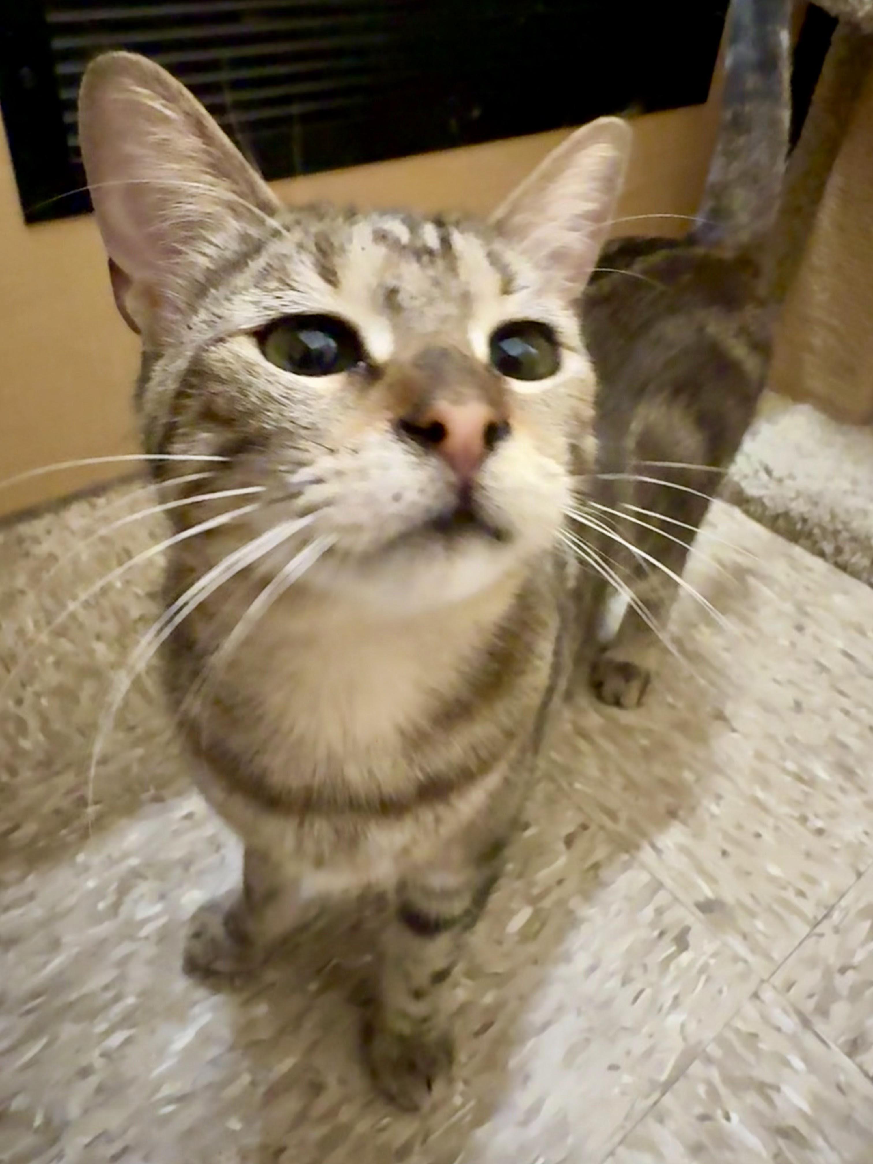 Enlarge FRANCIS, an adopted mixed breed in Arlington, TX image 3/3