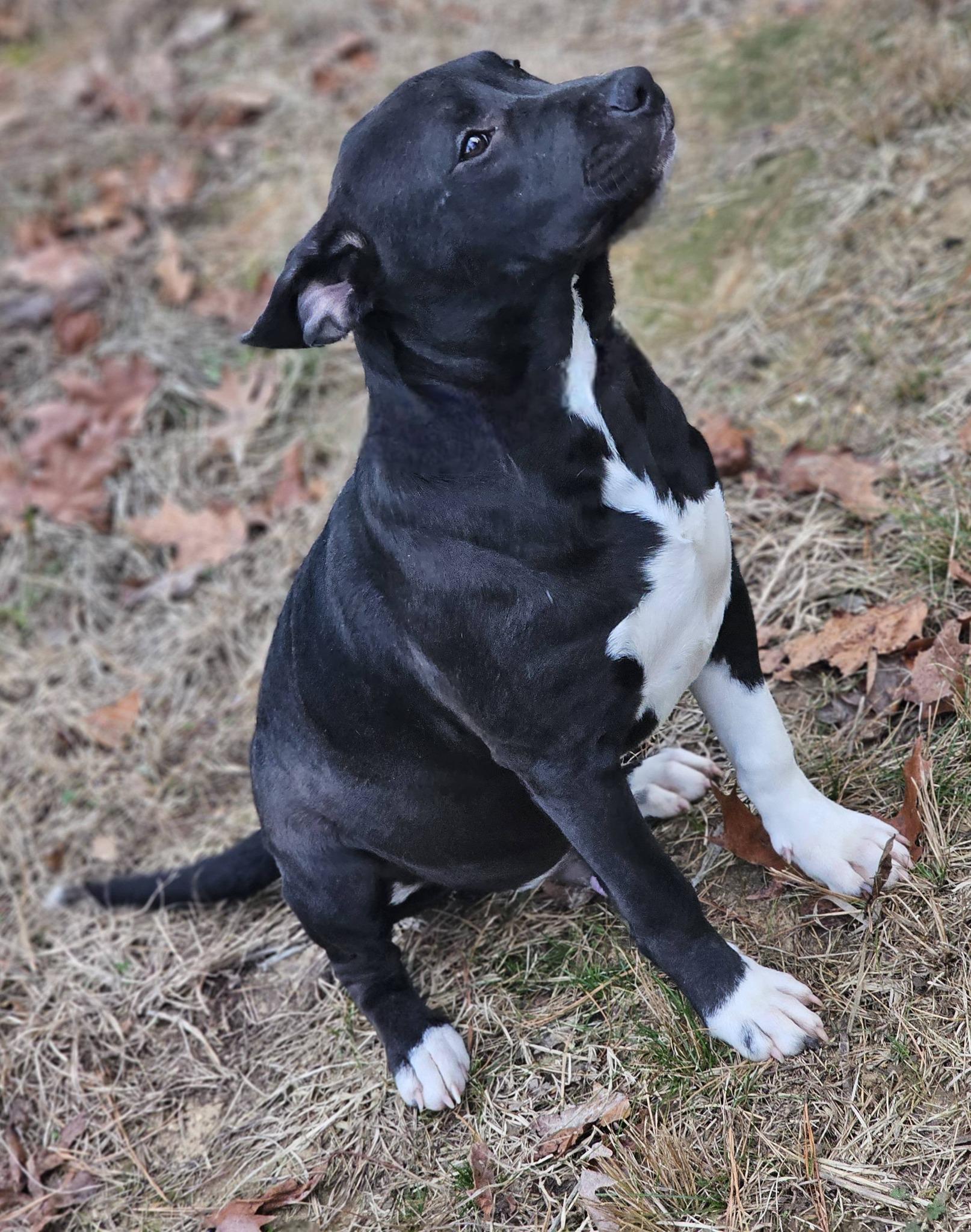 Enlarge Dezmond, a ADOPTABLE Bulldog in Fort Payne, AL image 6/6