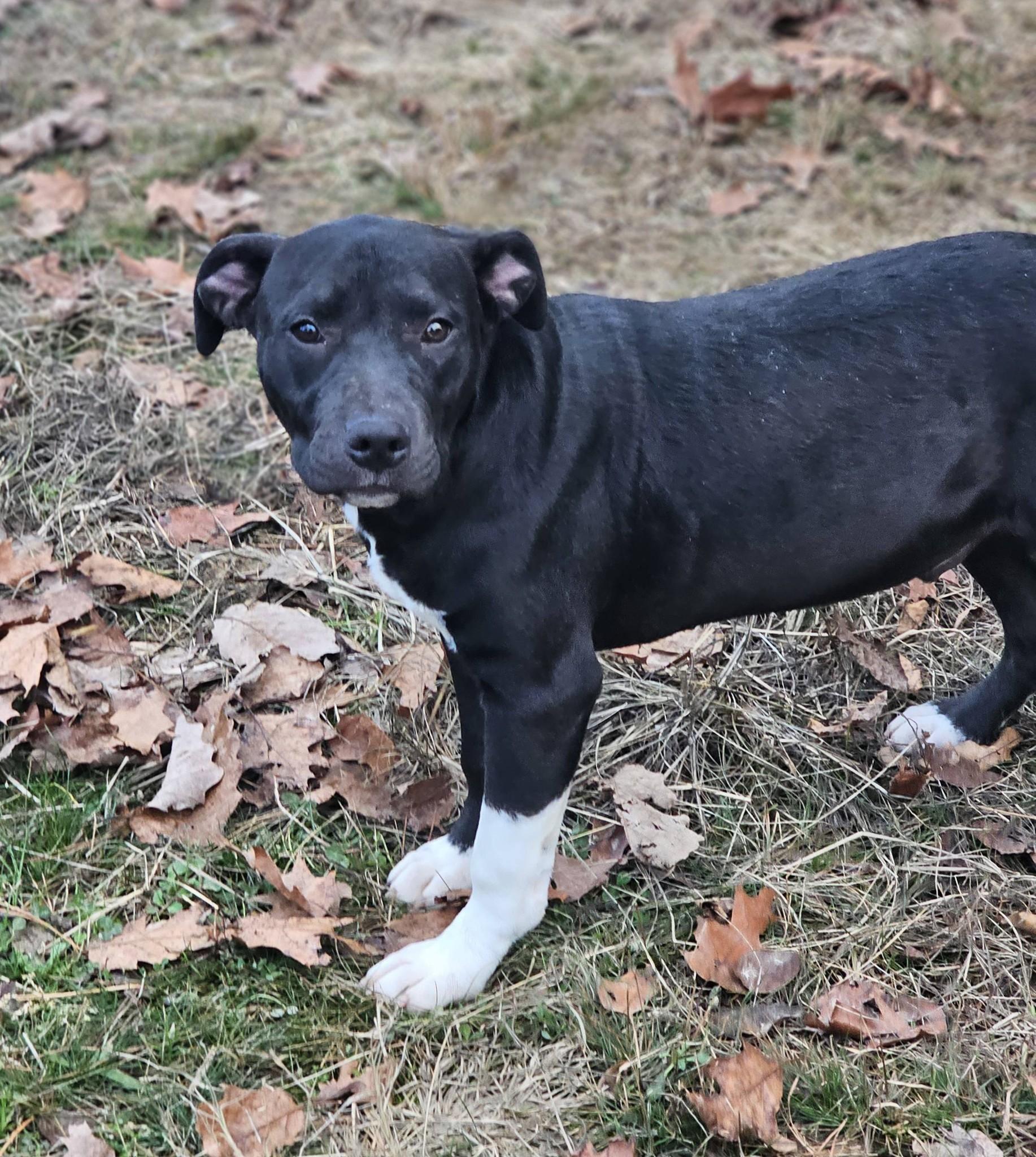 Enlarge Dezmond, a ADOPTABLE Bulldog in Fort Payne, AL image 2/6