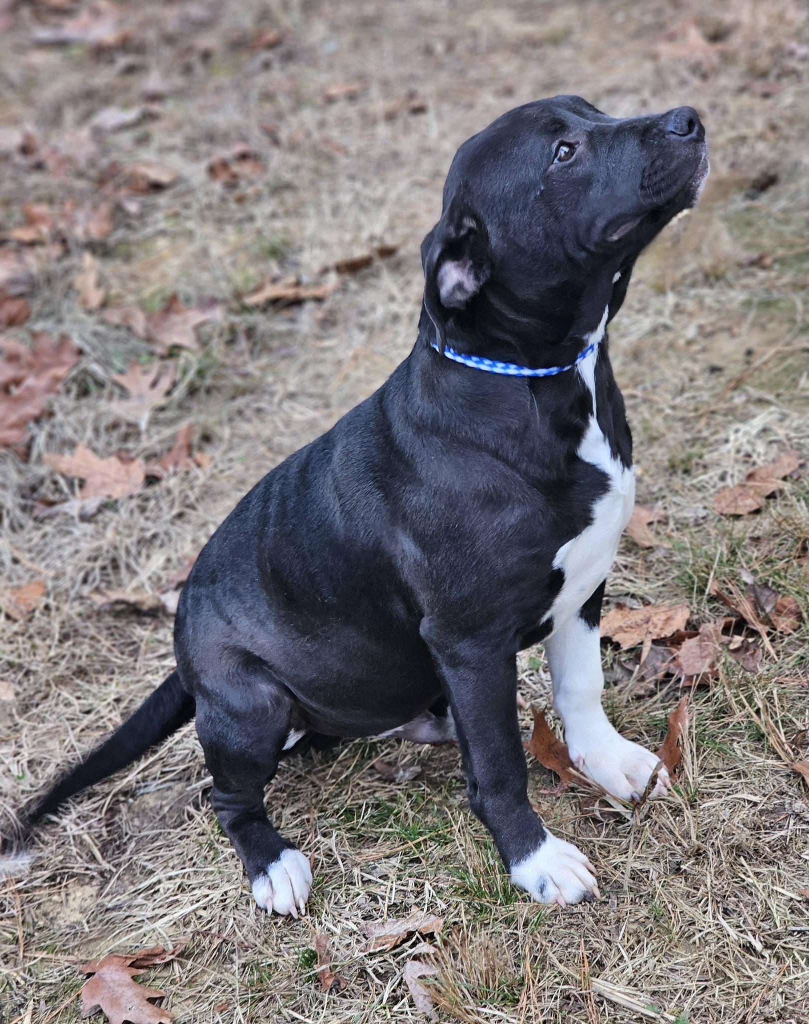 Enlarge Dezmond, a ADOPTABLE Bulldog in Fort Payne, AL image 4/6