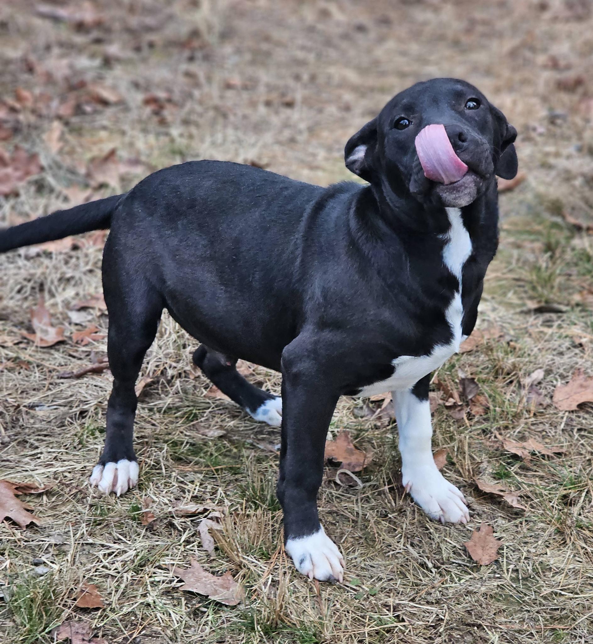 Enlarge Dezmond, a ADOPTABLE Bulldog in Fort Payne, AL image 3/6