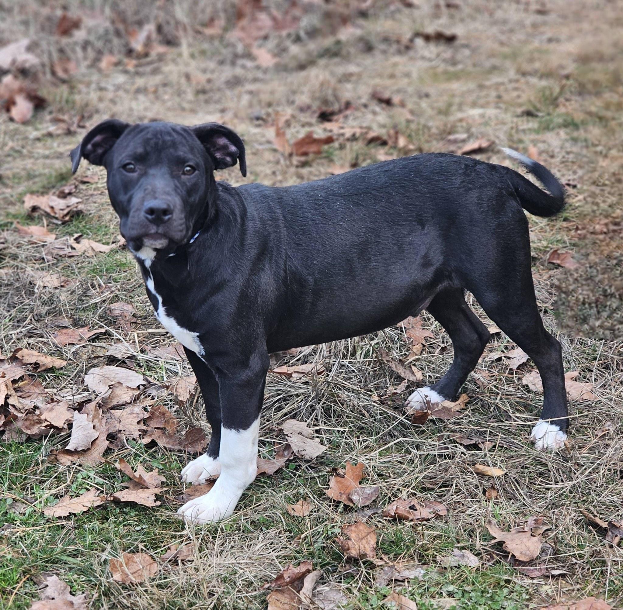 Enlarge Dezmond, a ADOPTABLE Bulldog in Fort Payne, AL image 5/6