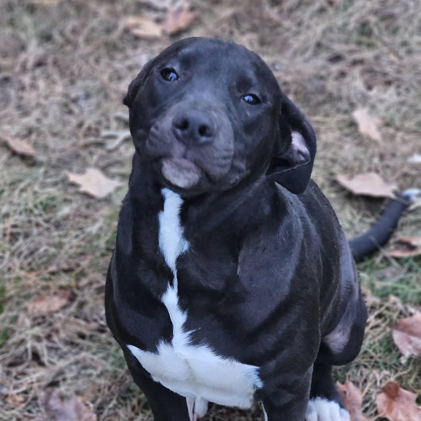 Dezmond, ADOPTABLE, Puppy Male Bulldog.