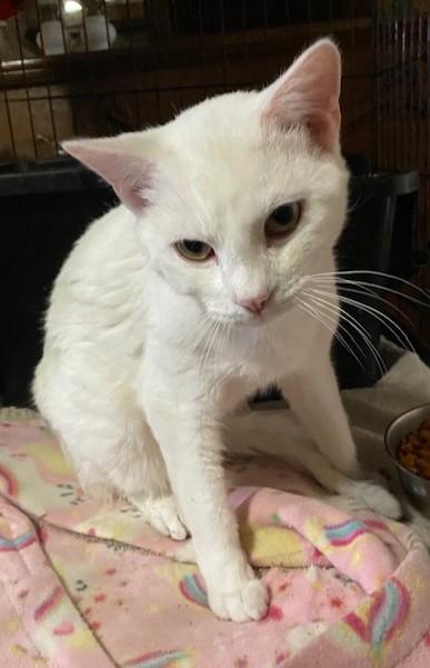 Casper, Adoptable, Adult Male Domestic Short Hair.