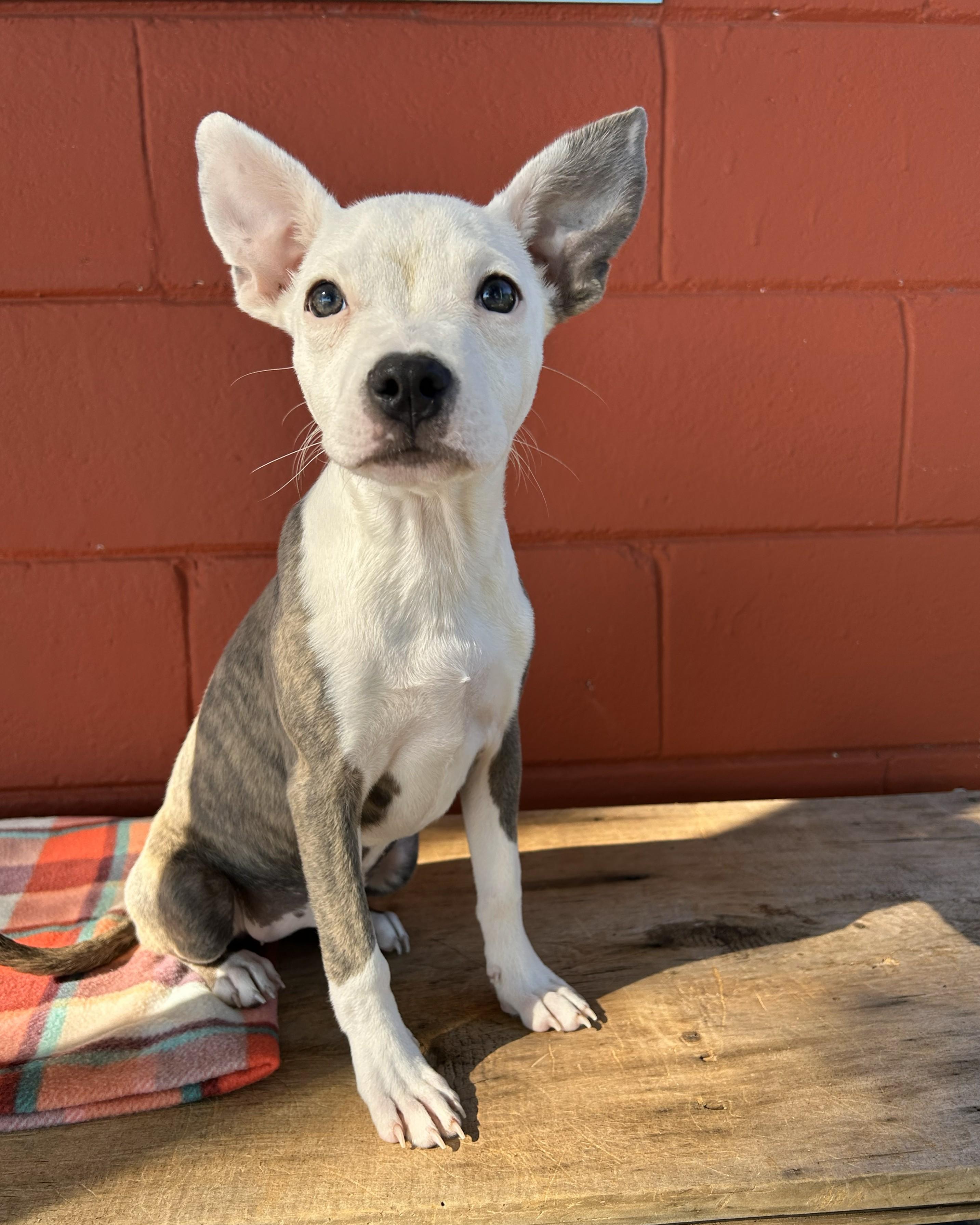 Enlarge Sweet Potato , a ADOPTABLE mixed breed in Pensacola, FL image 1/6