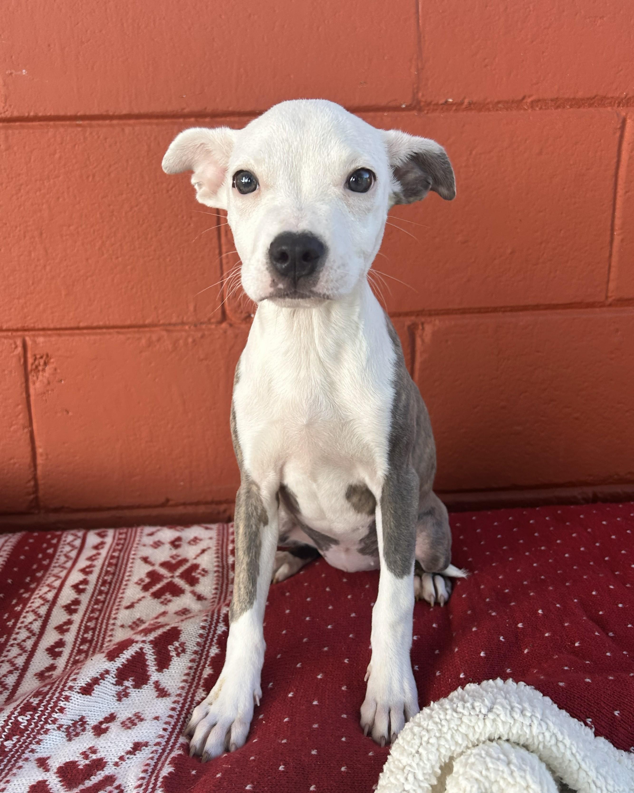 Enlarge Sweet Potato , a ADOPTABLE mixed breed in Pensacola, FL image 2/6
