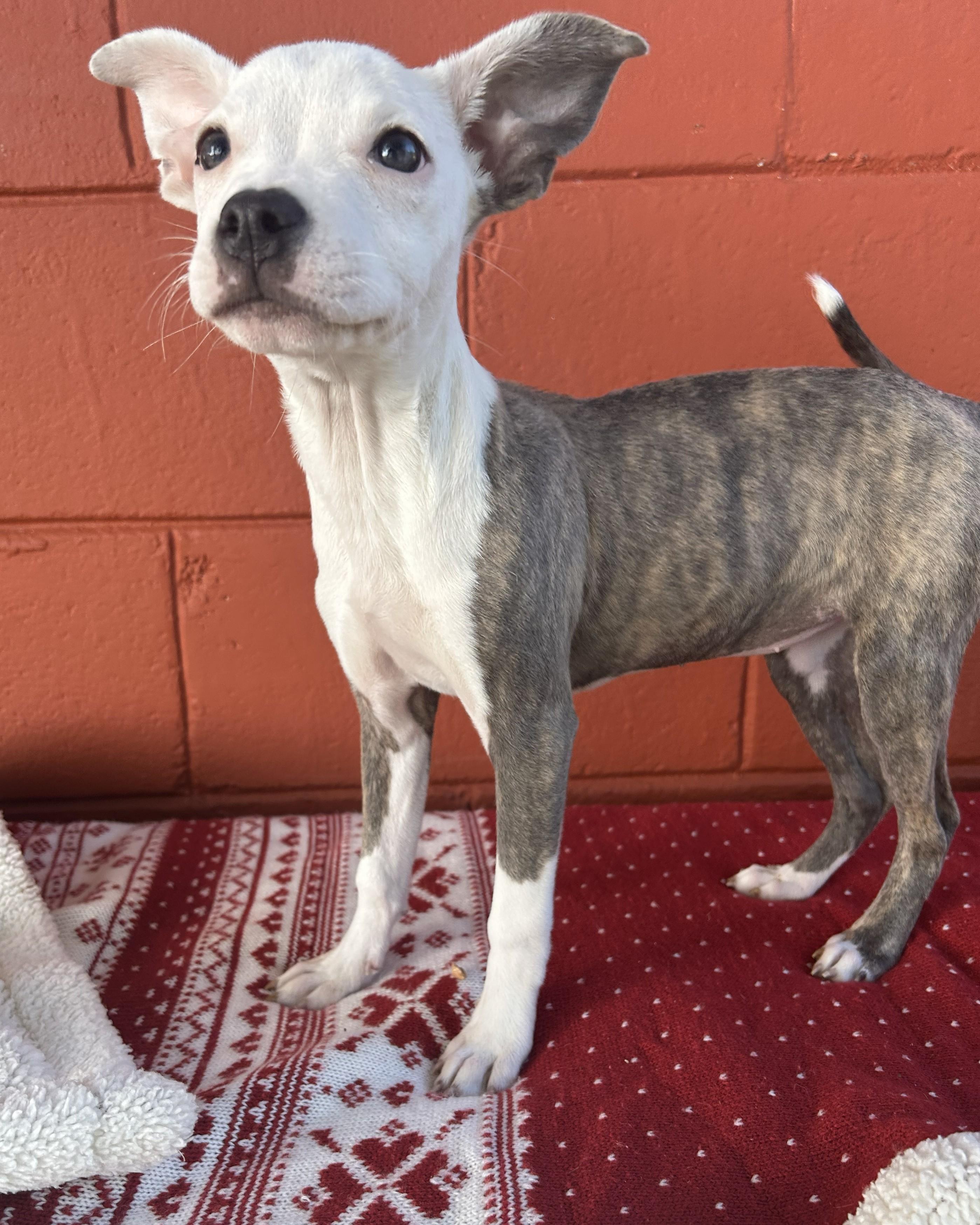 Enlarge Sweet Potato , a ADOPTABLE mixed breed in Pensacola, FL image 3/6