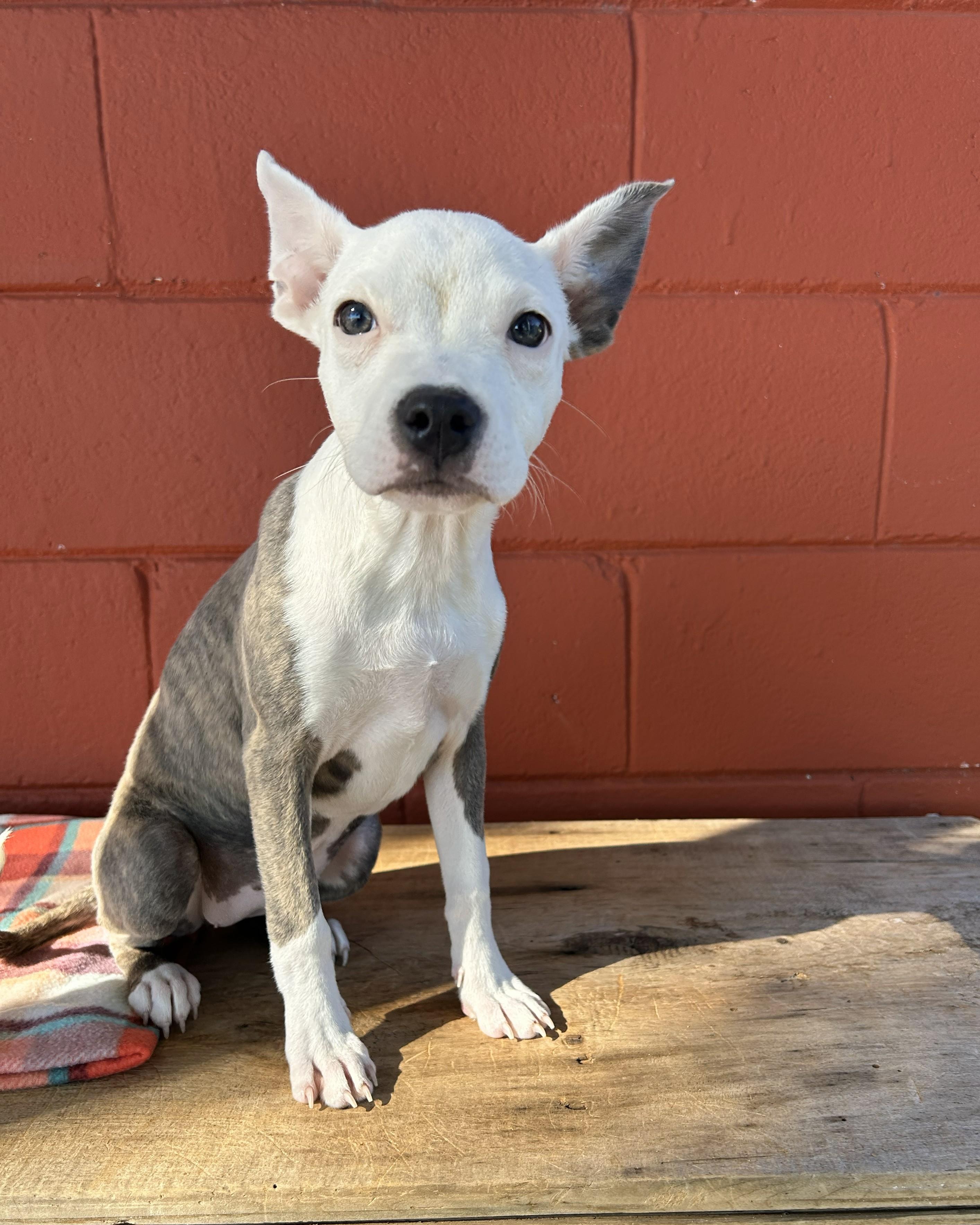 Enlarge Sweet Potato , a ADOPTABLE mixed breed in Pensacola, FL image 5/6