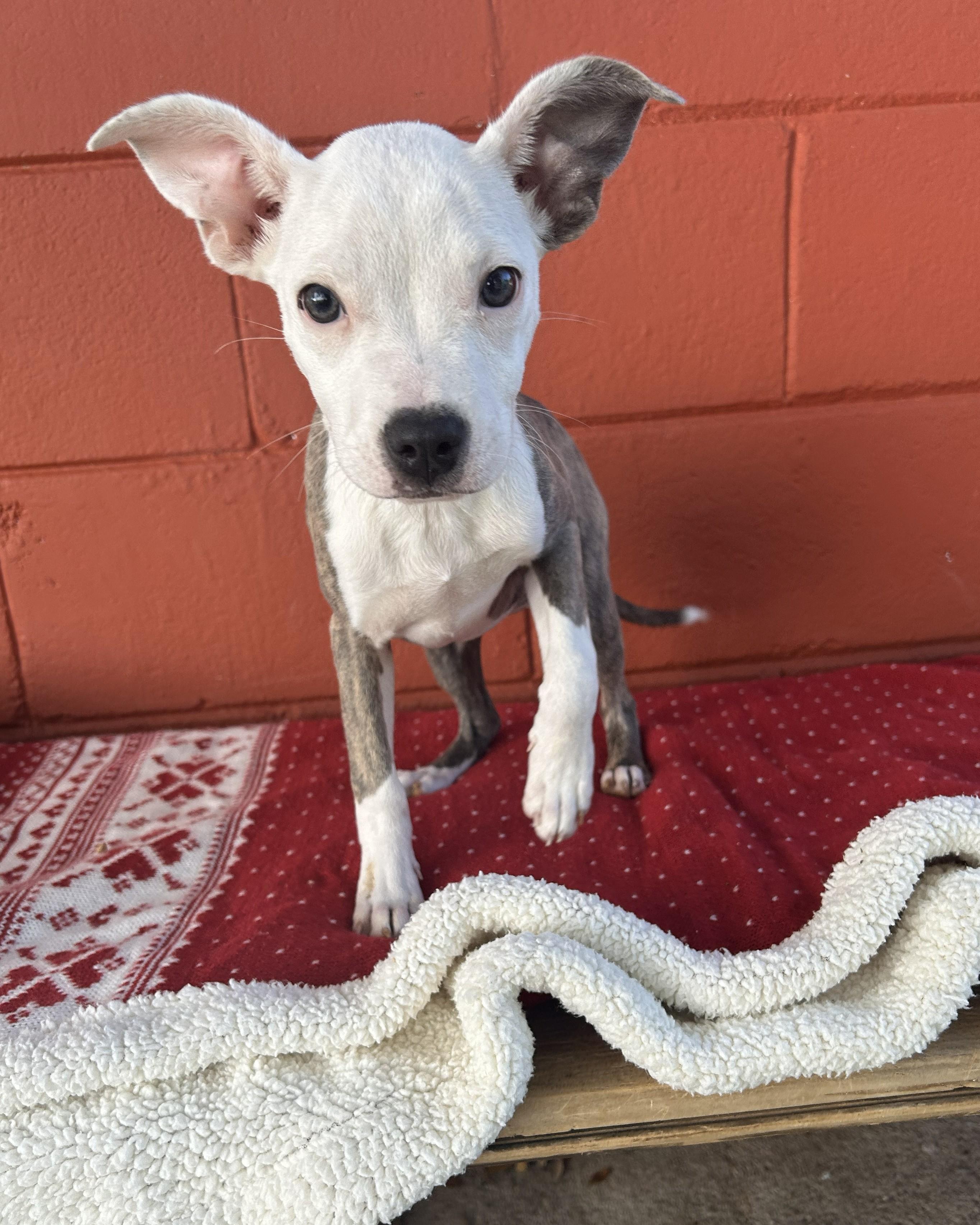 Enlarge Sweet Potato , a ADOPTABLE mixed breed in Pensacola, FL image 4/6