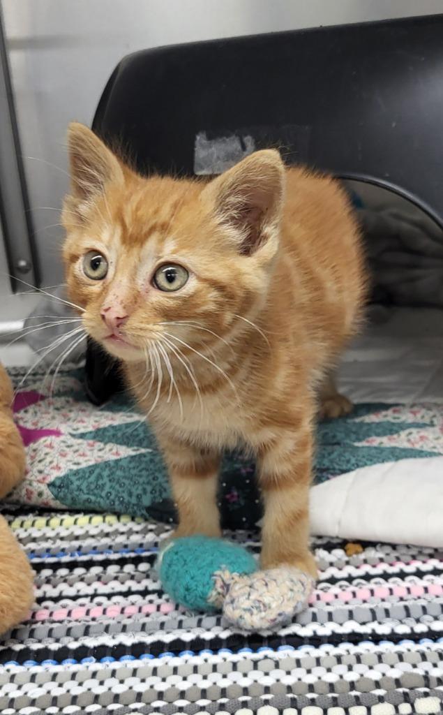 Enlarge Oliver, a Adopted mixed breed in Medford, WI image 1/1