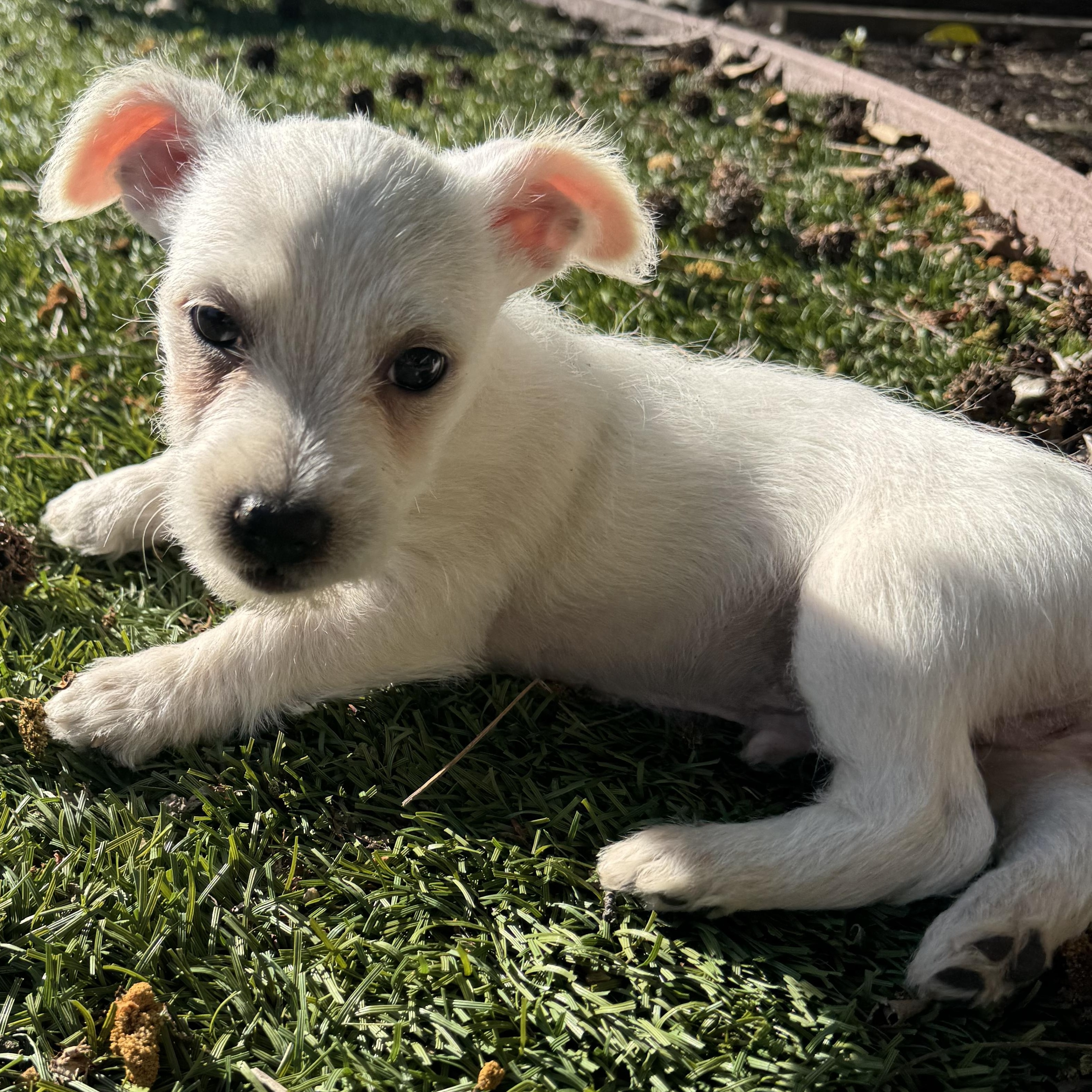 Fiyero, ADOPTABLE, Puppy Male Chihuahua & Miniature Poodle.