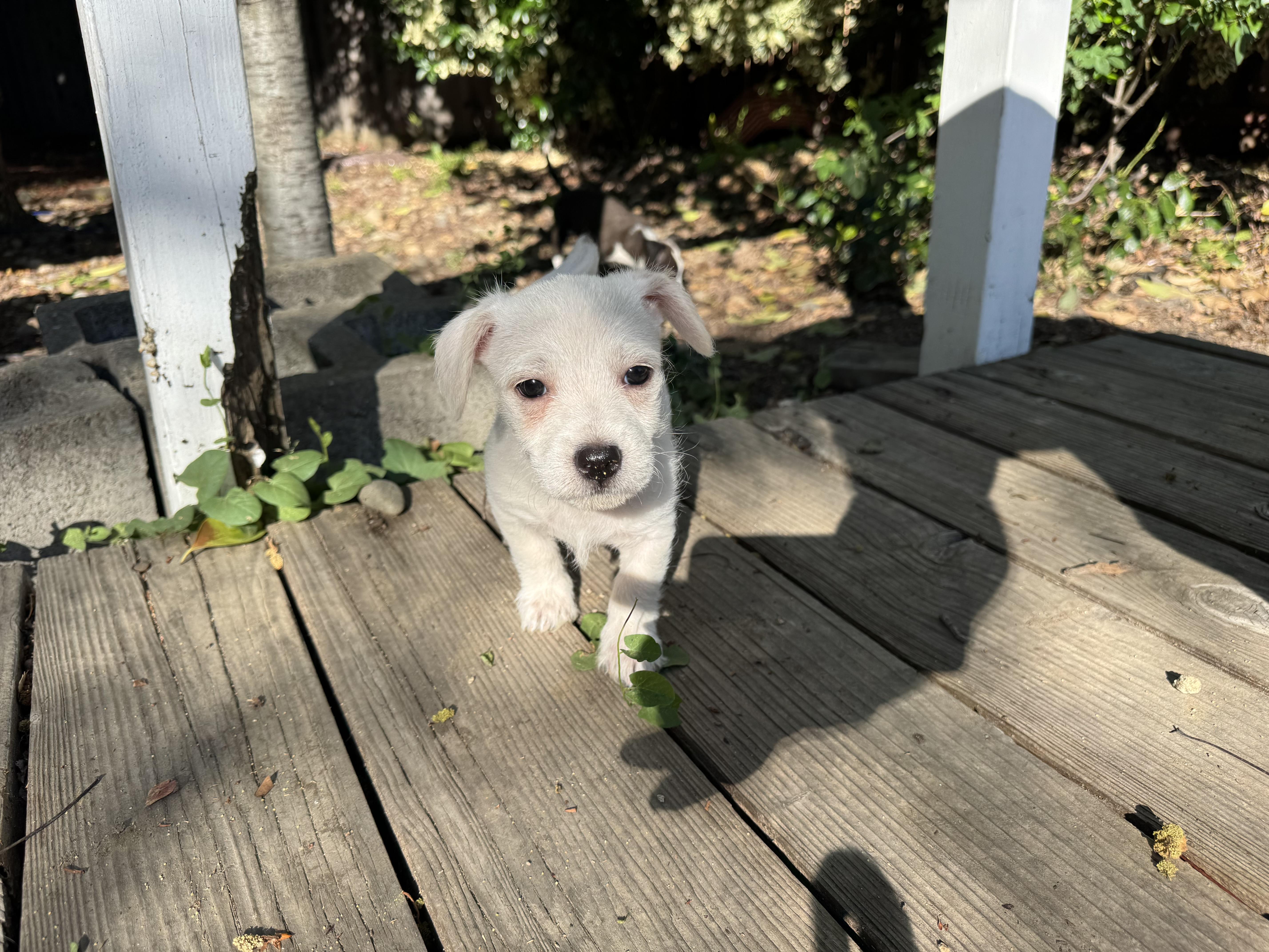 Enlarge Fiyero, a ADOPTABLE mixed breed in Lincoln, CA image 3/4
