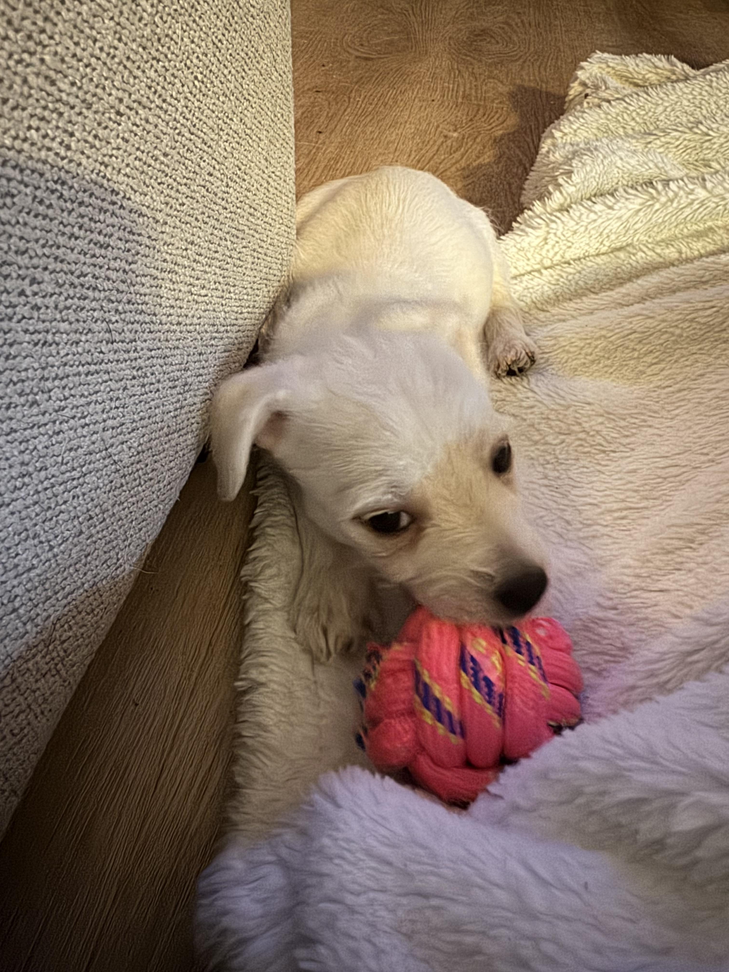 Enlarge Fiyero, a ADOPTABLE mixed breed in Lincoln, CA image 2/4