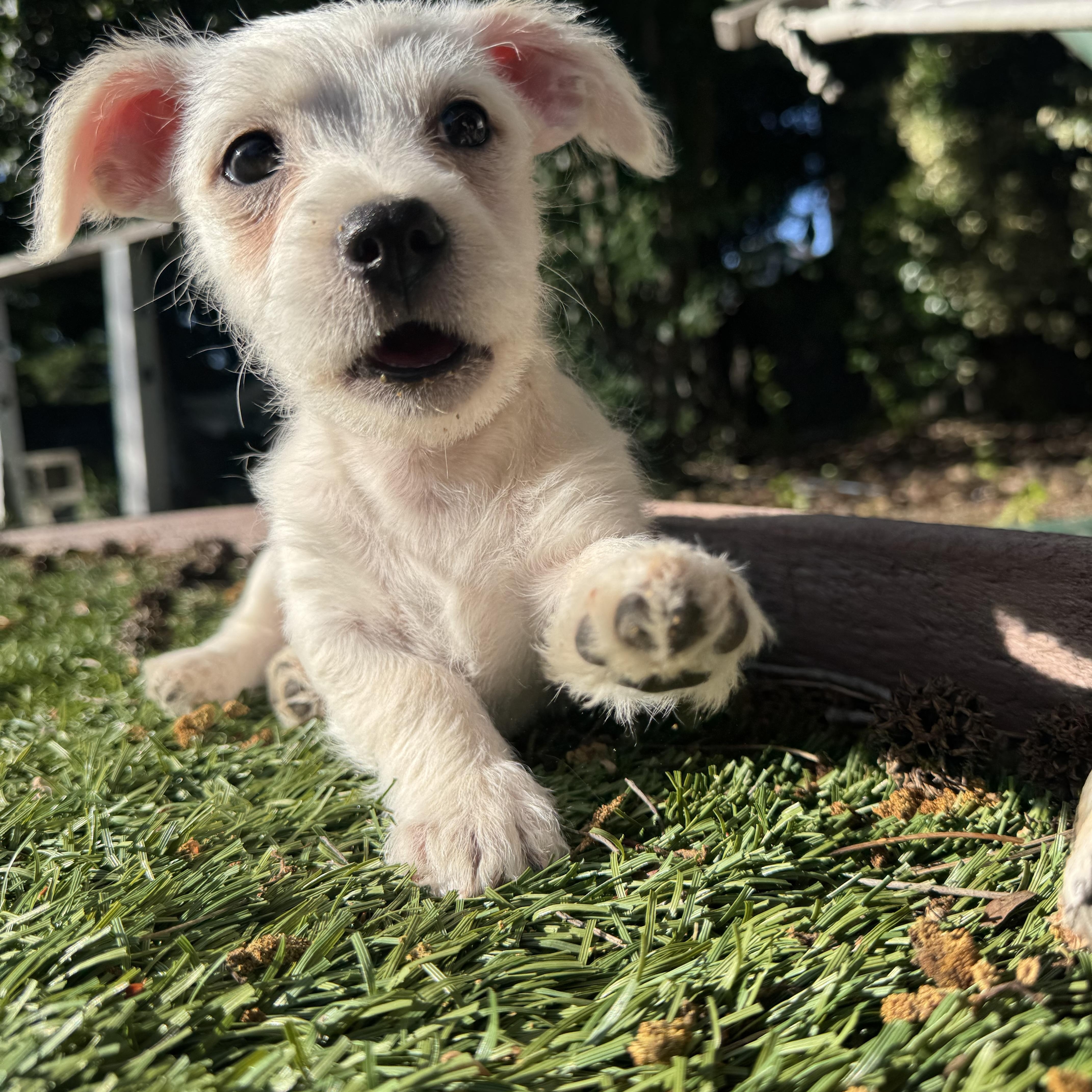Enlarge Fiyero, a ADOPTABLE mixed breed in Lincoln, CA image 4/4