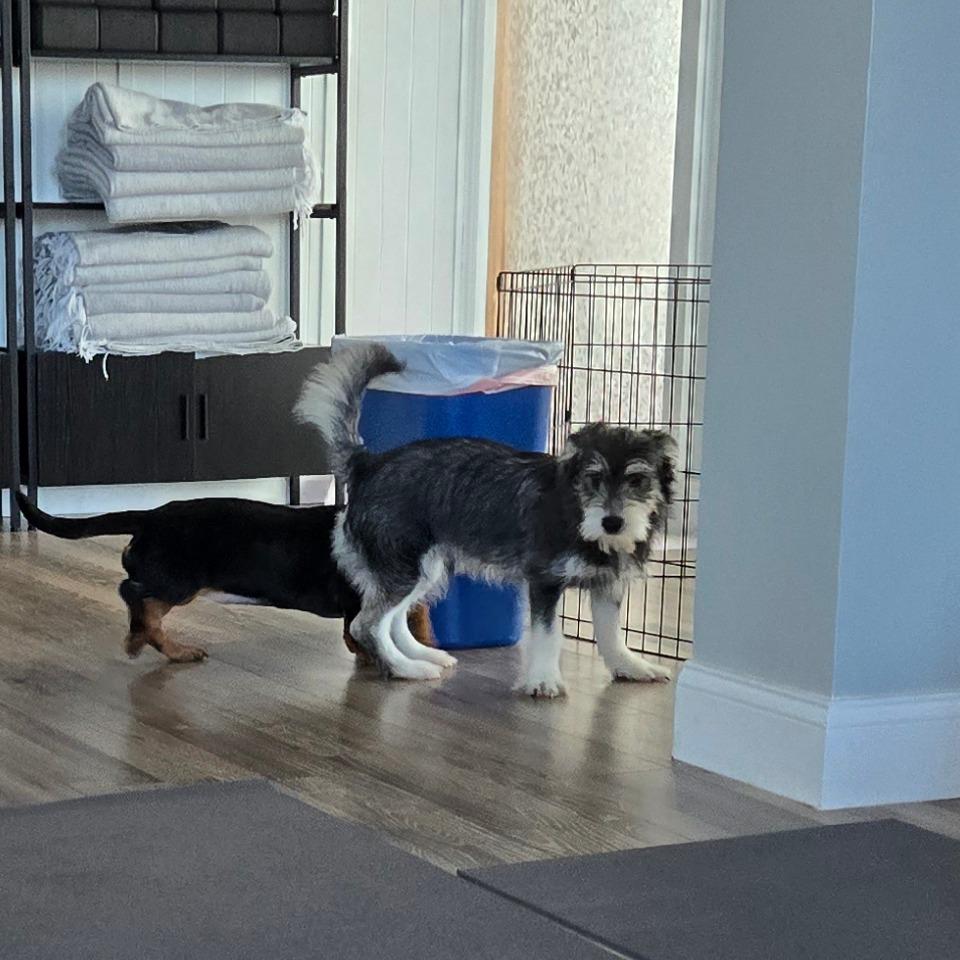 Enlarge Badger, a Adoptable Terrier in Loves Park, IL image 2/4