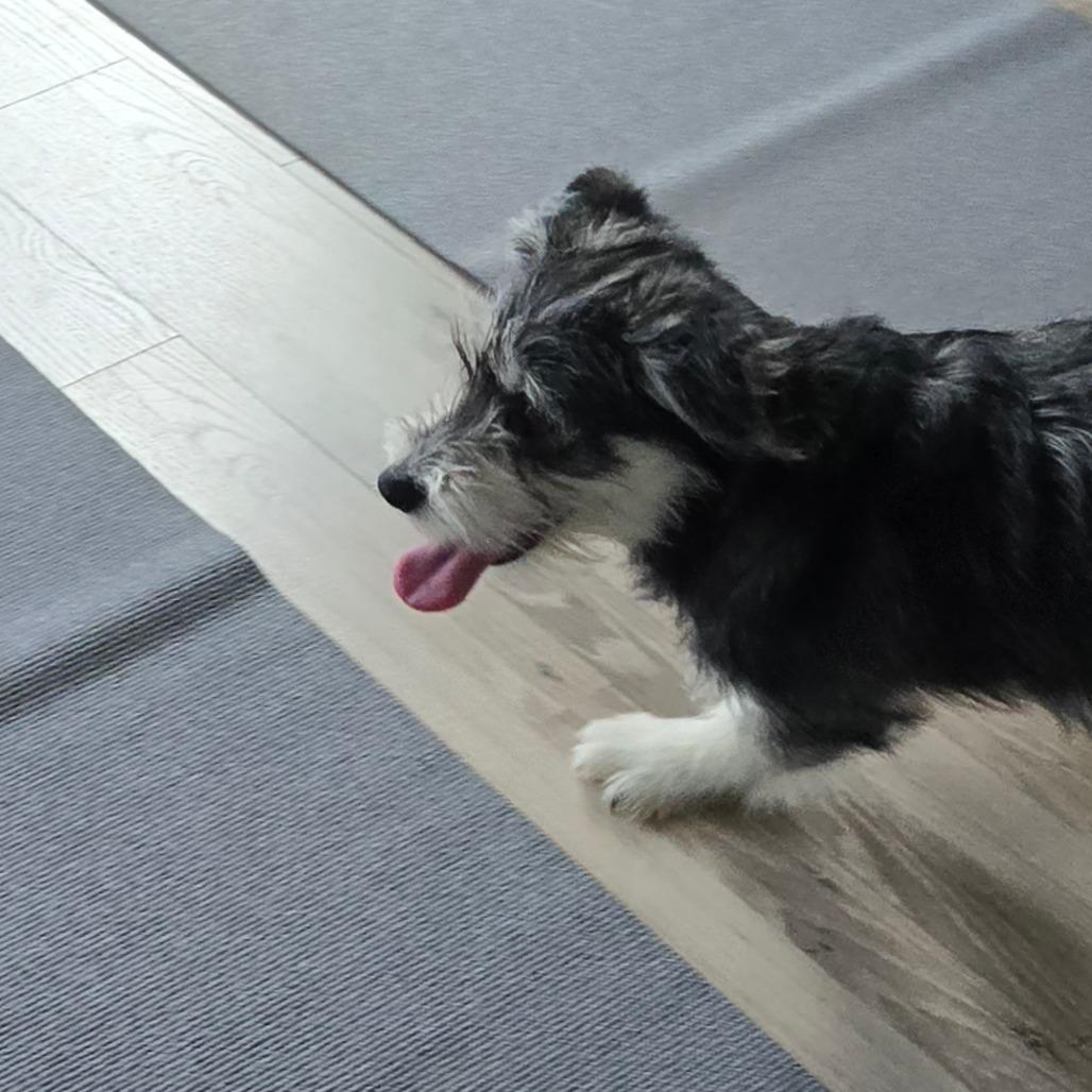 Enlarge Badger, a Adoptable Terrier in Loves Park, IL image 3/4